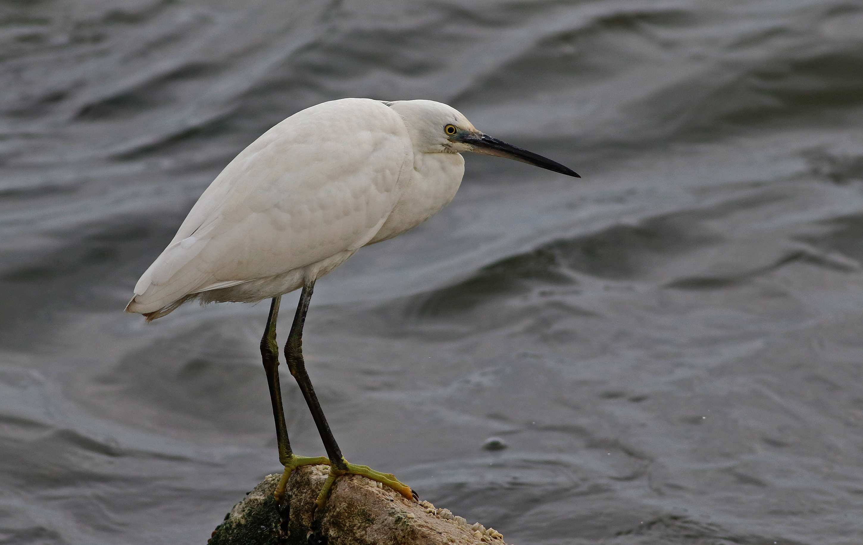 Little Egret