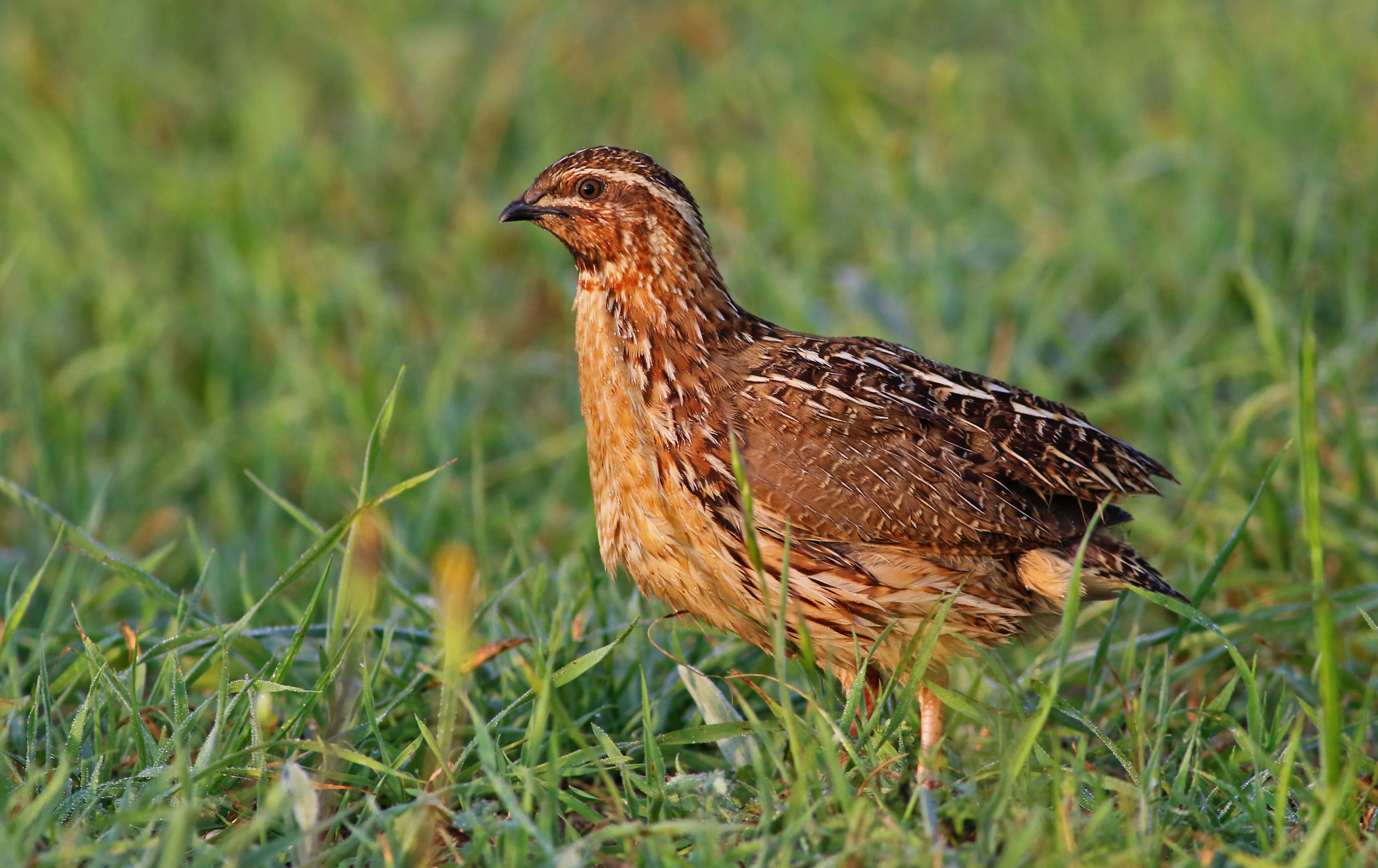 Common Quail
