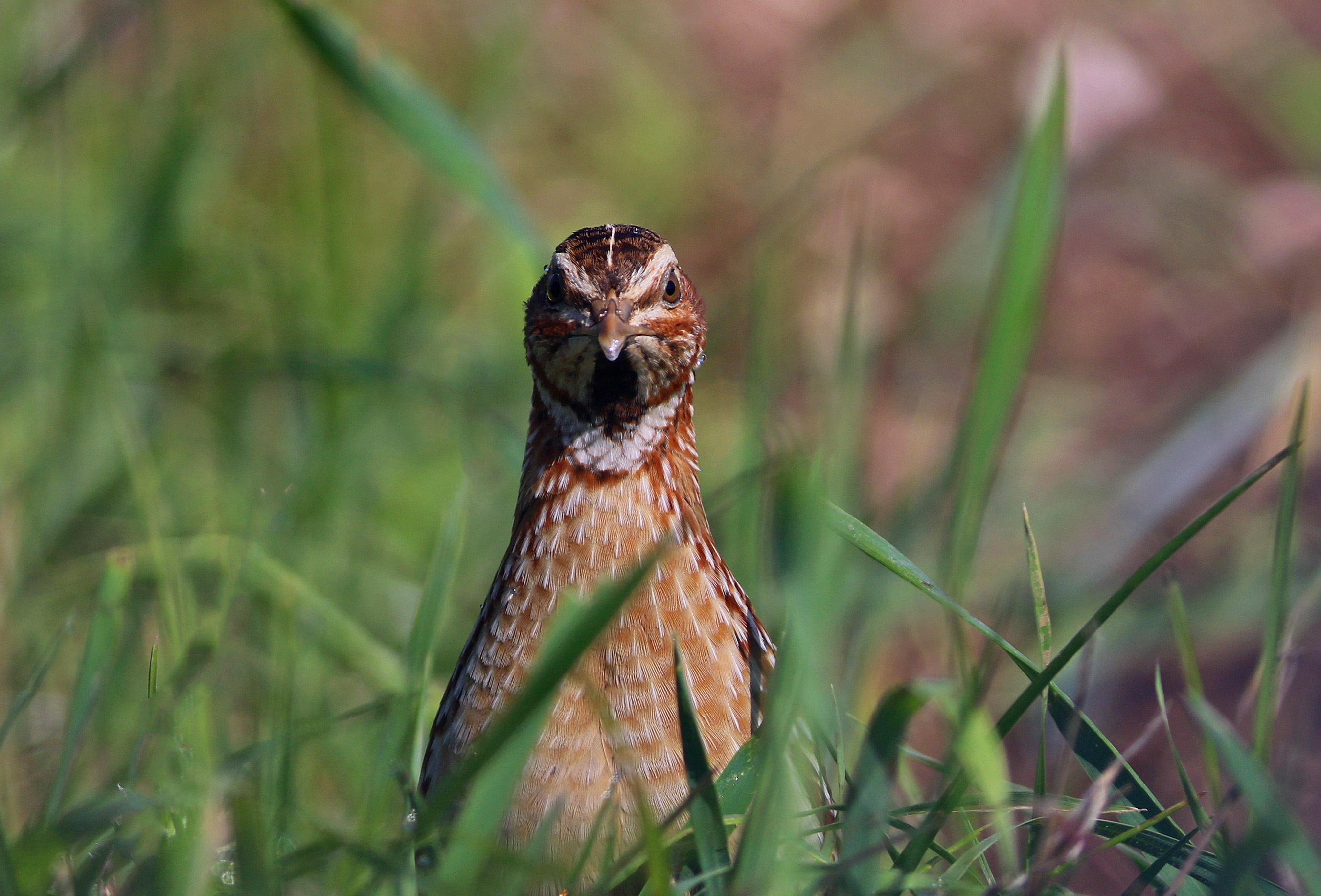 Common Quail — Ana fotoğraf