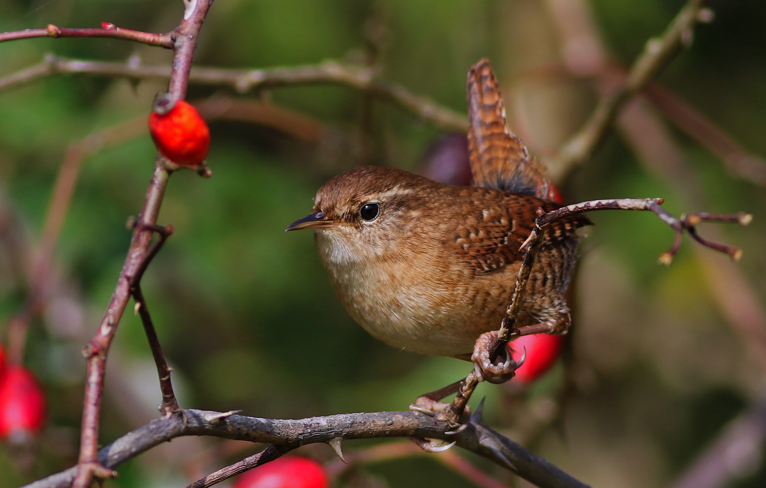 Eurasian Wren
