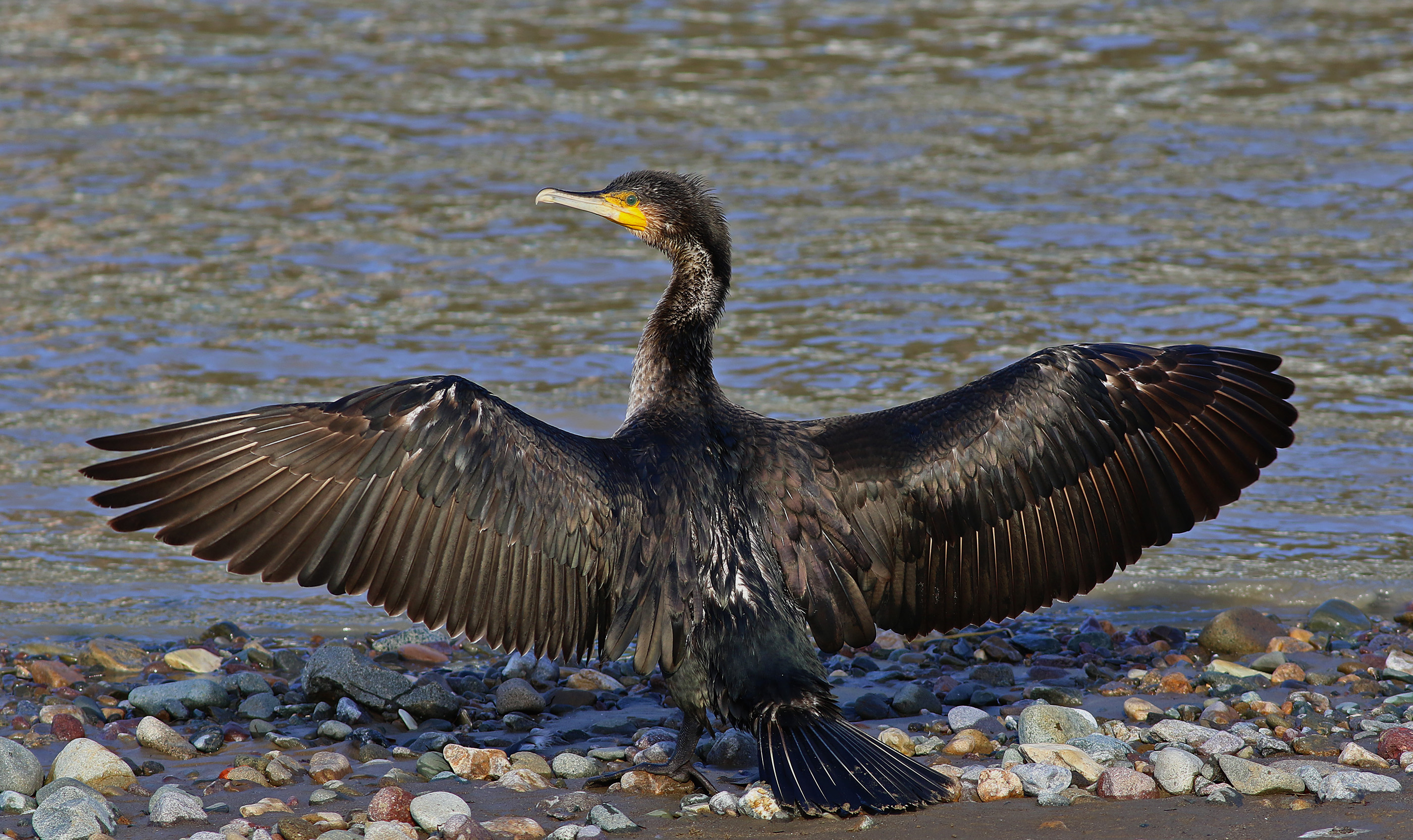 Great Cormorant