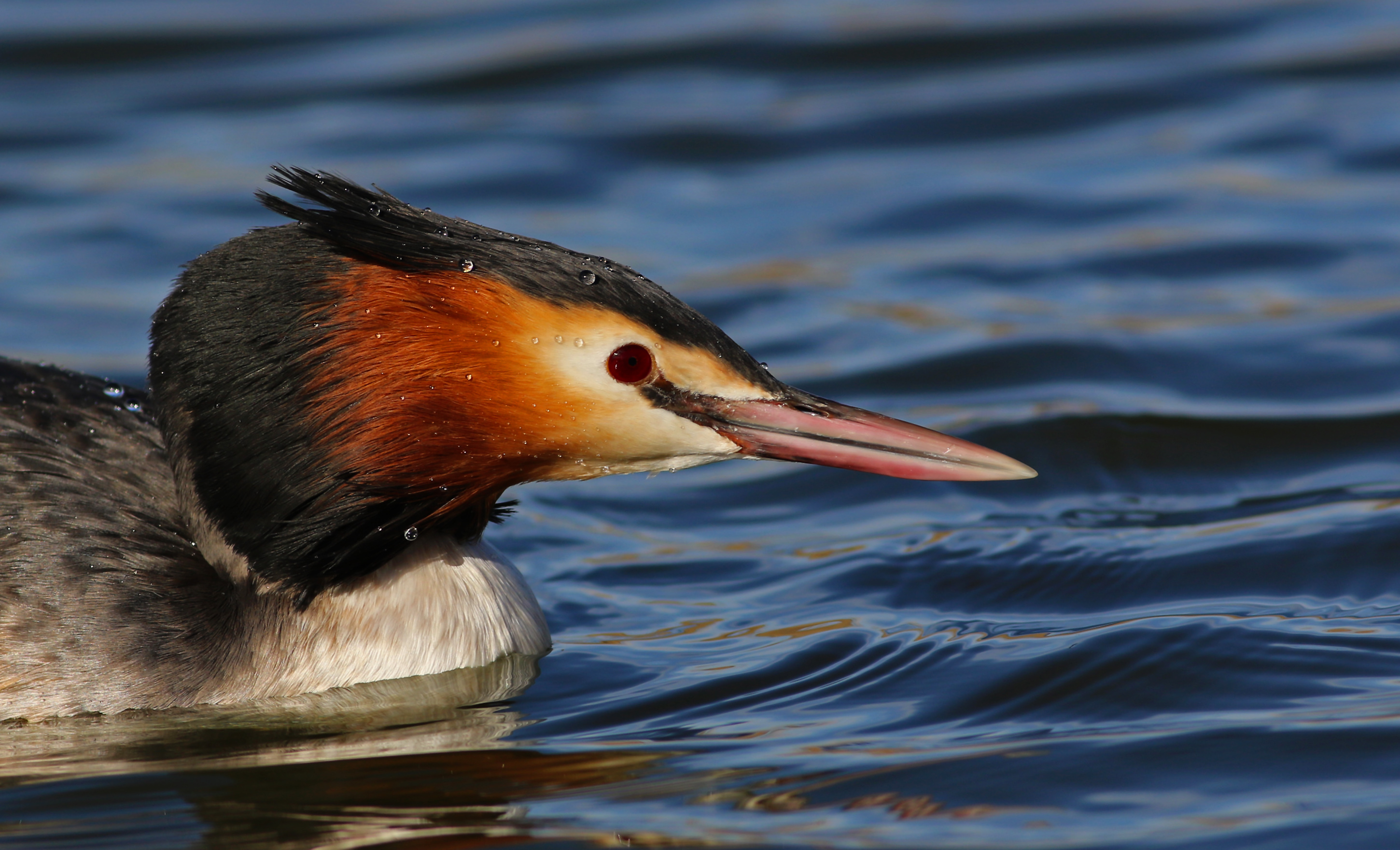 Great Crested Grebe
