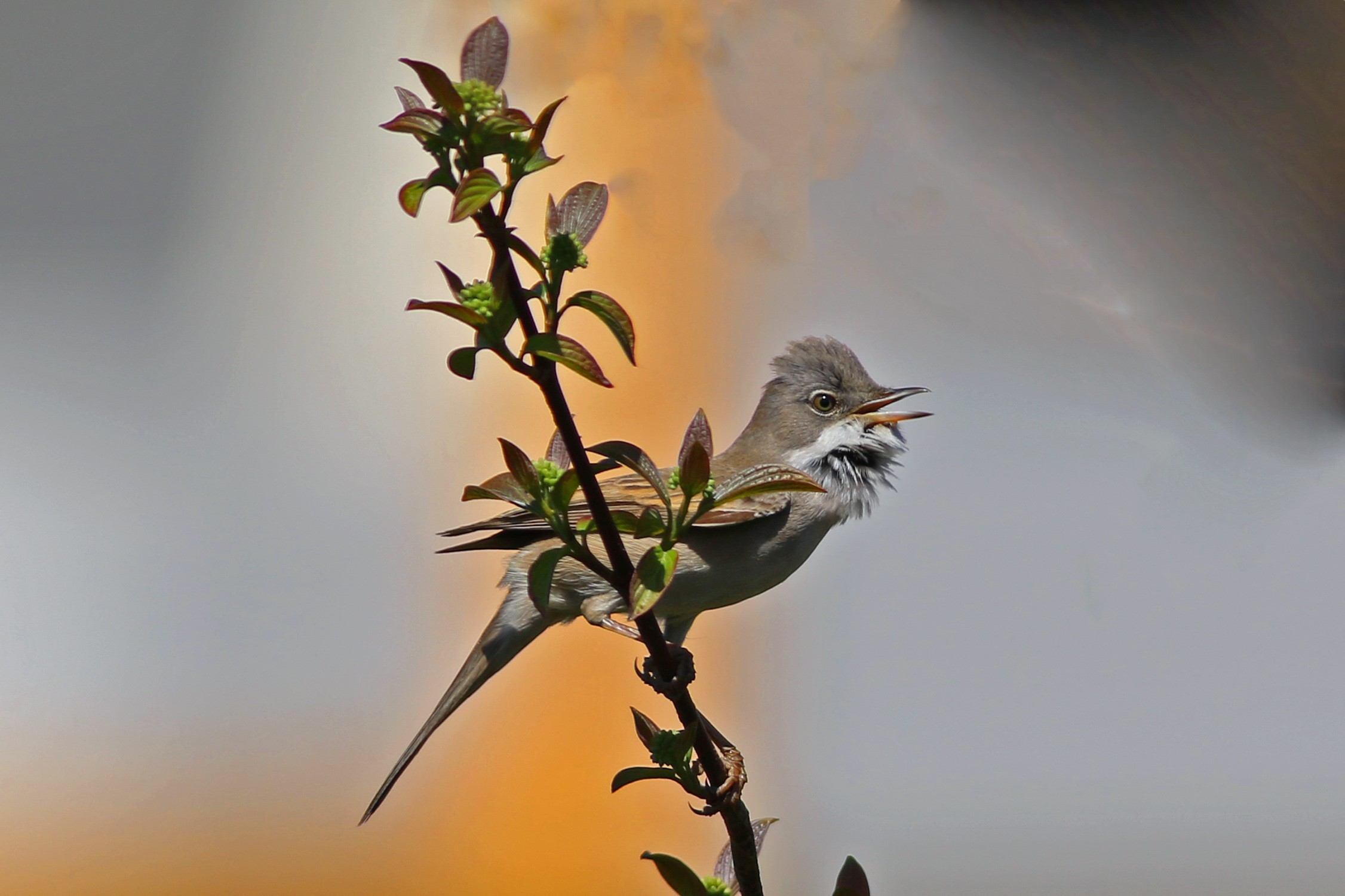 Greater Whitethroat