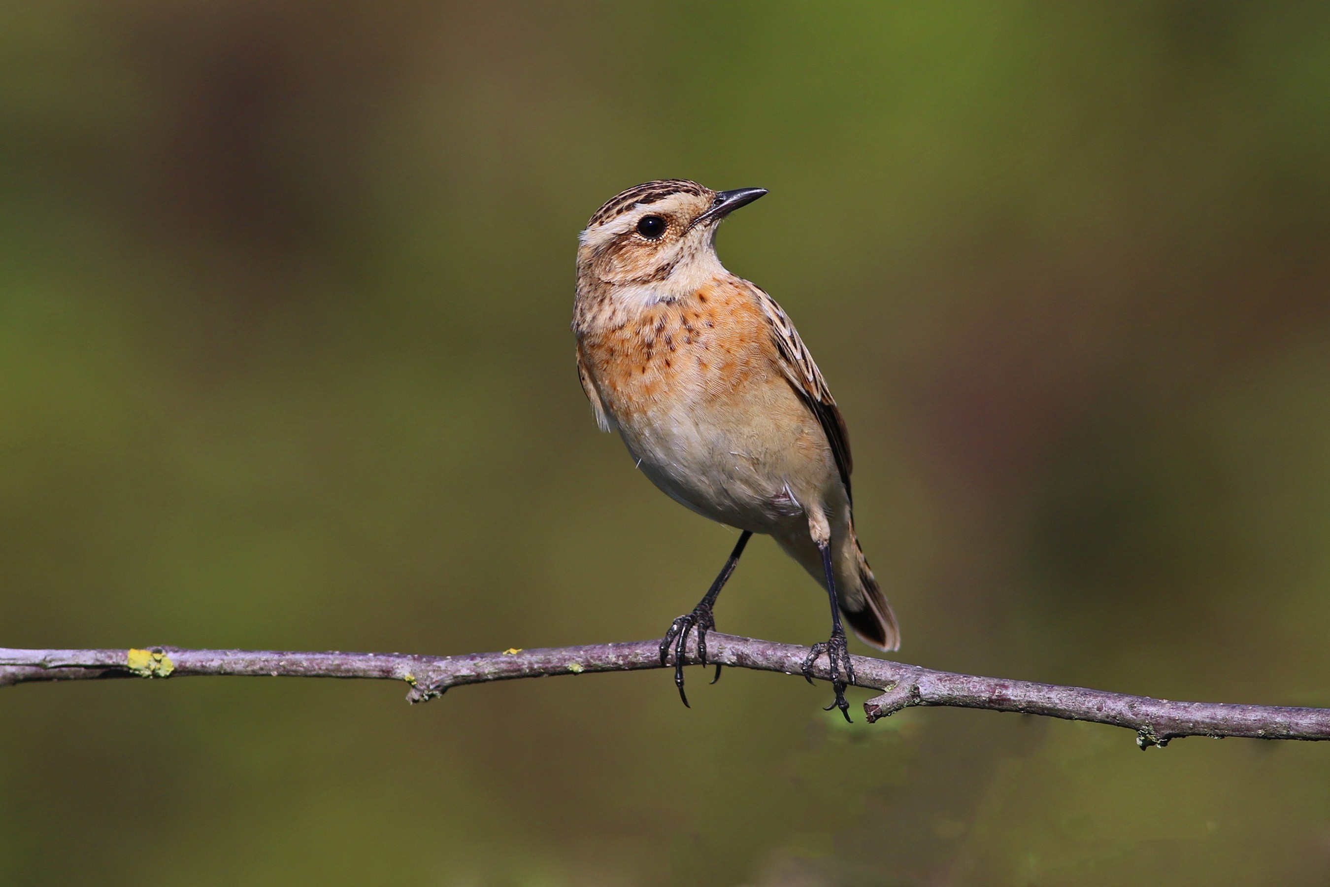 Whinchat