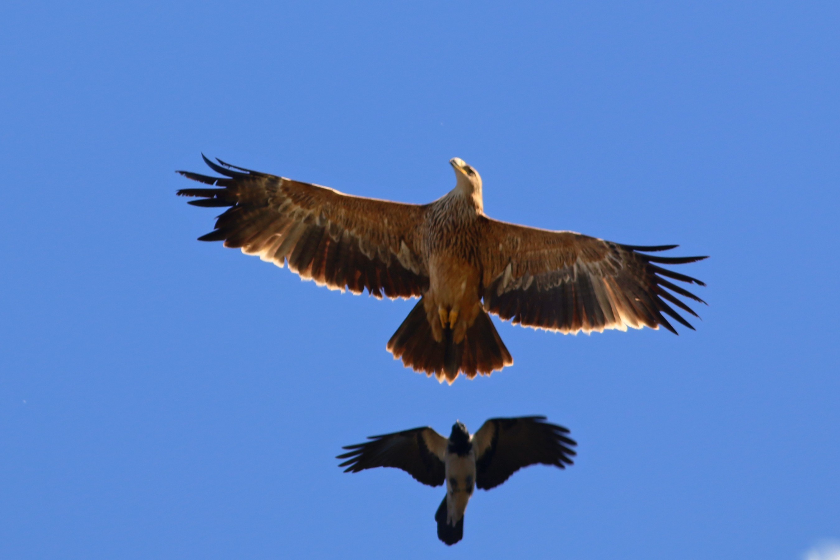 Imperial Eagle