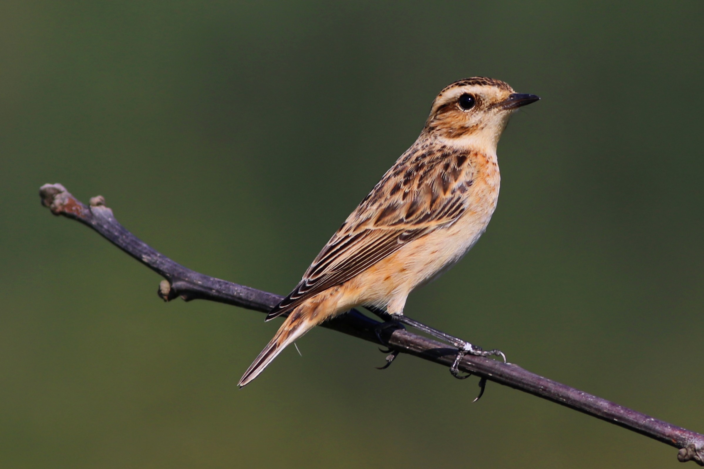 Whinchat