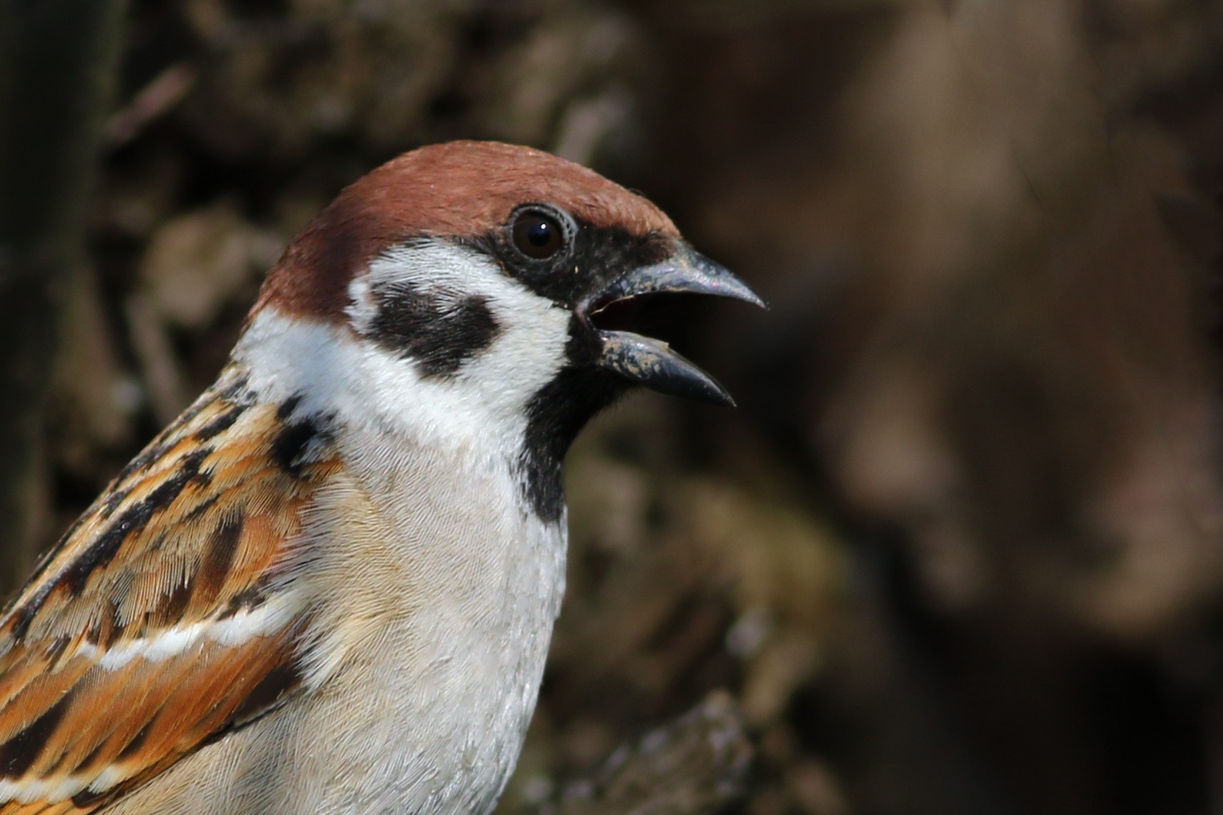 Eurasian Tree Sparrow