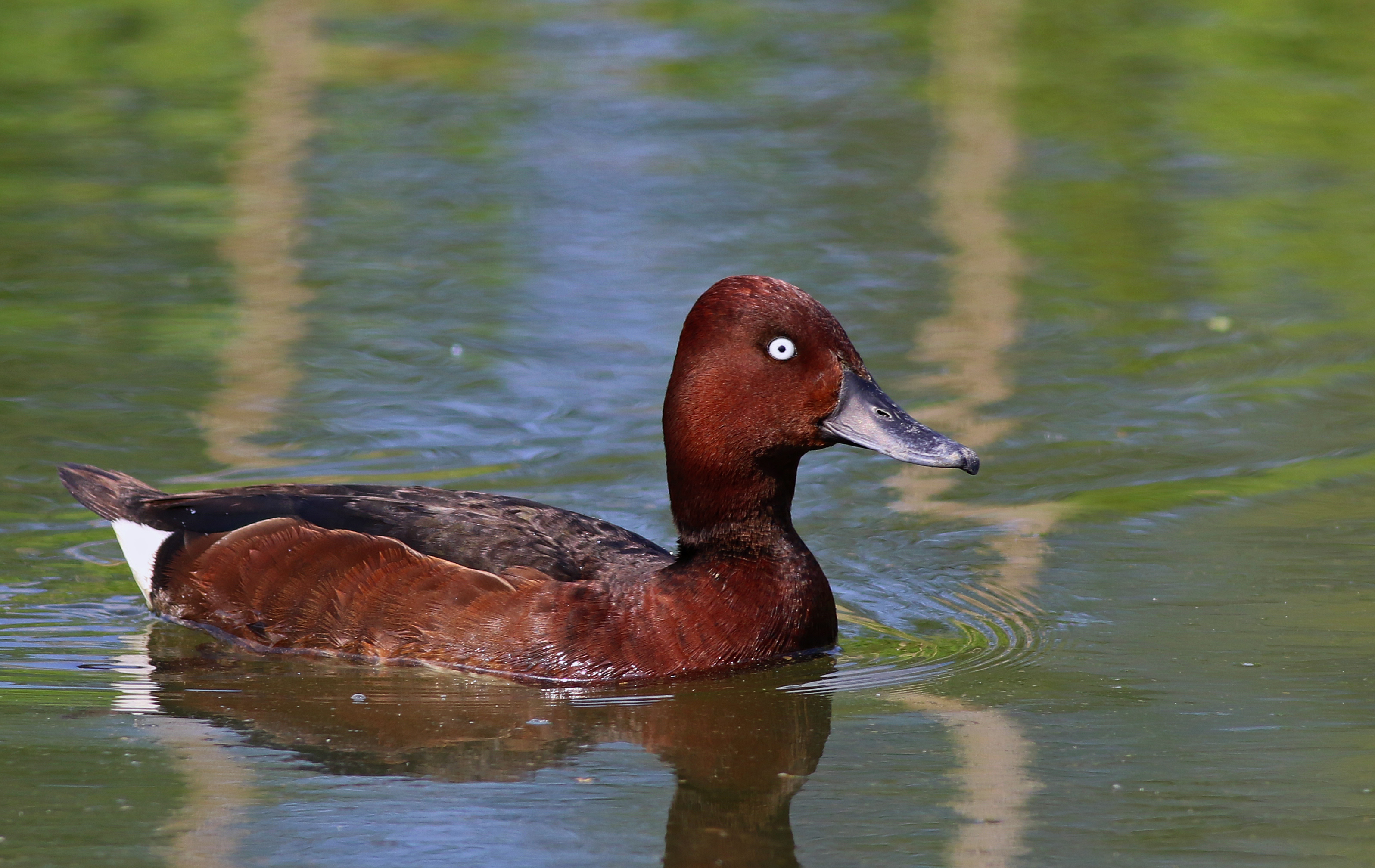 Ferruginous Duck