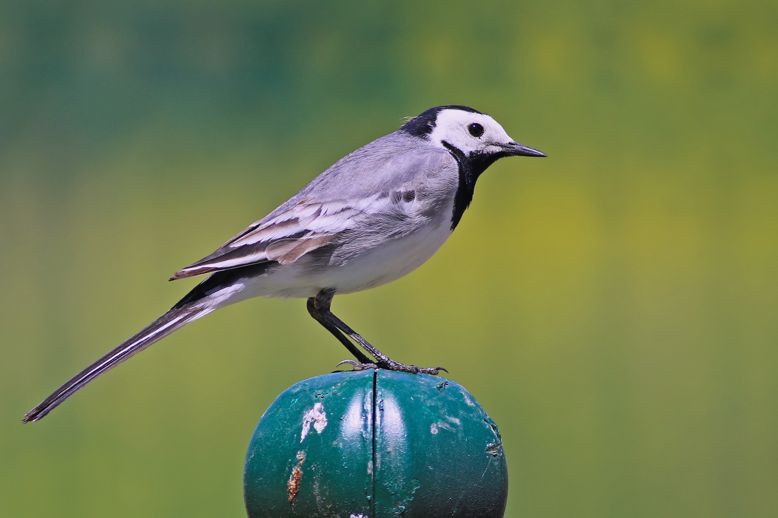 White Wagtail