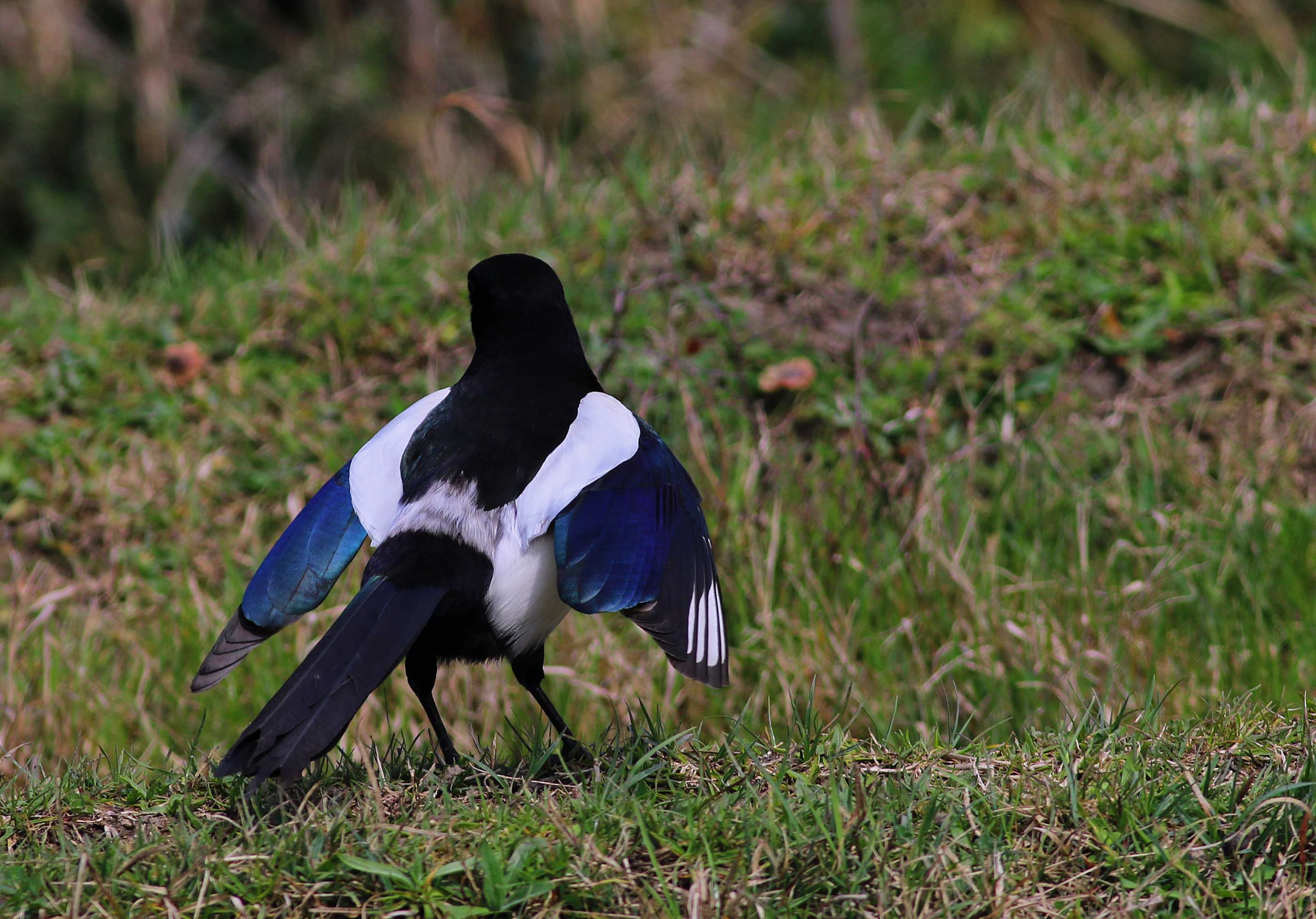 Eurasian Magpie