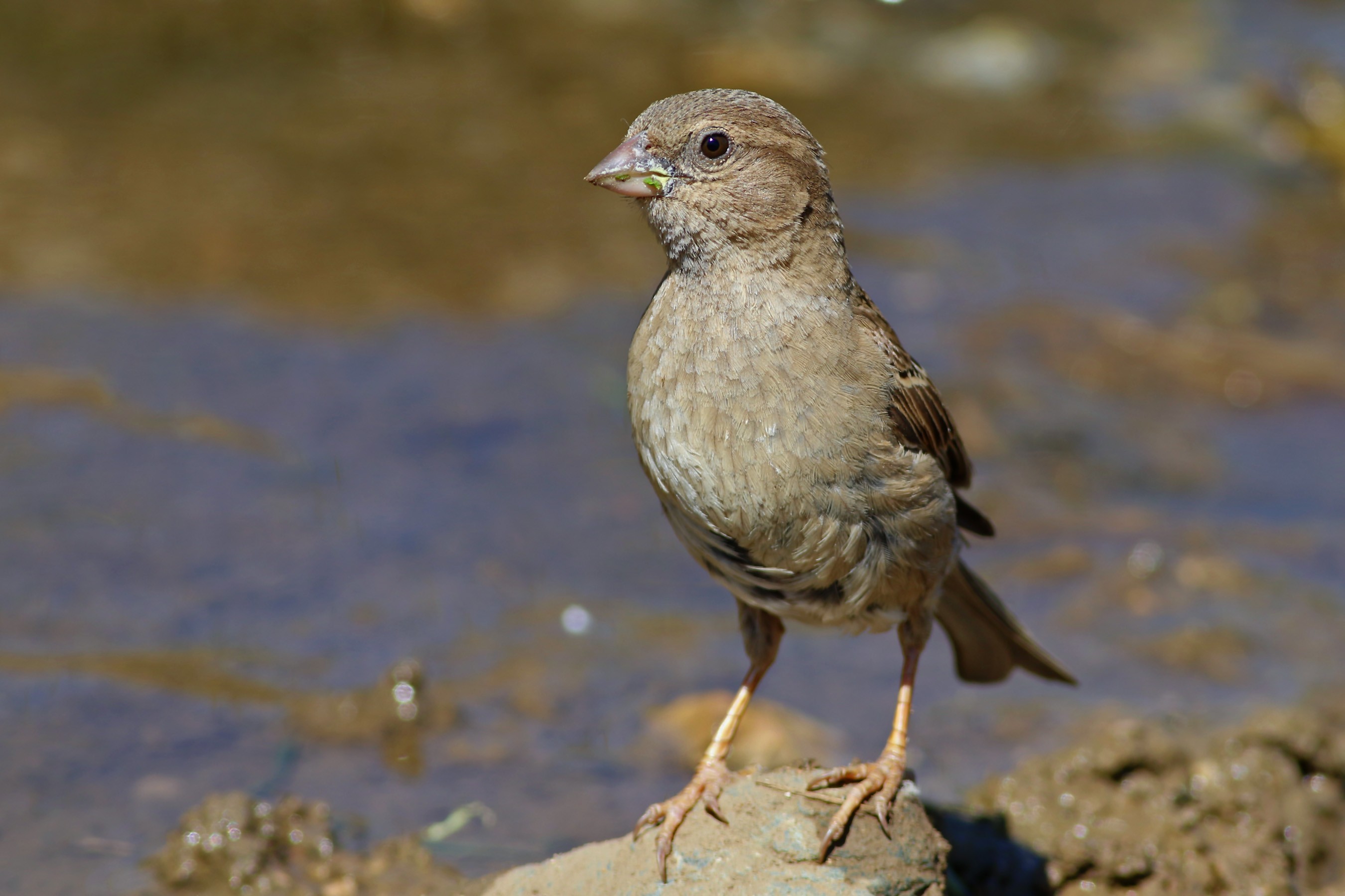 Eurasian Tree Sparrow