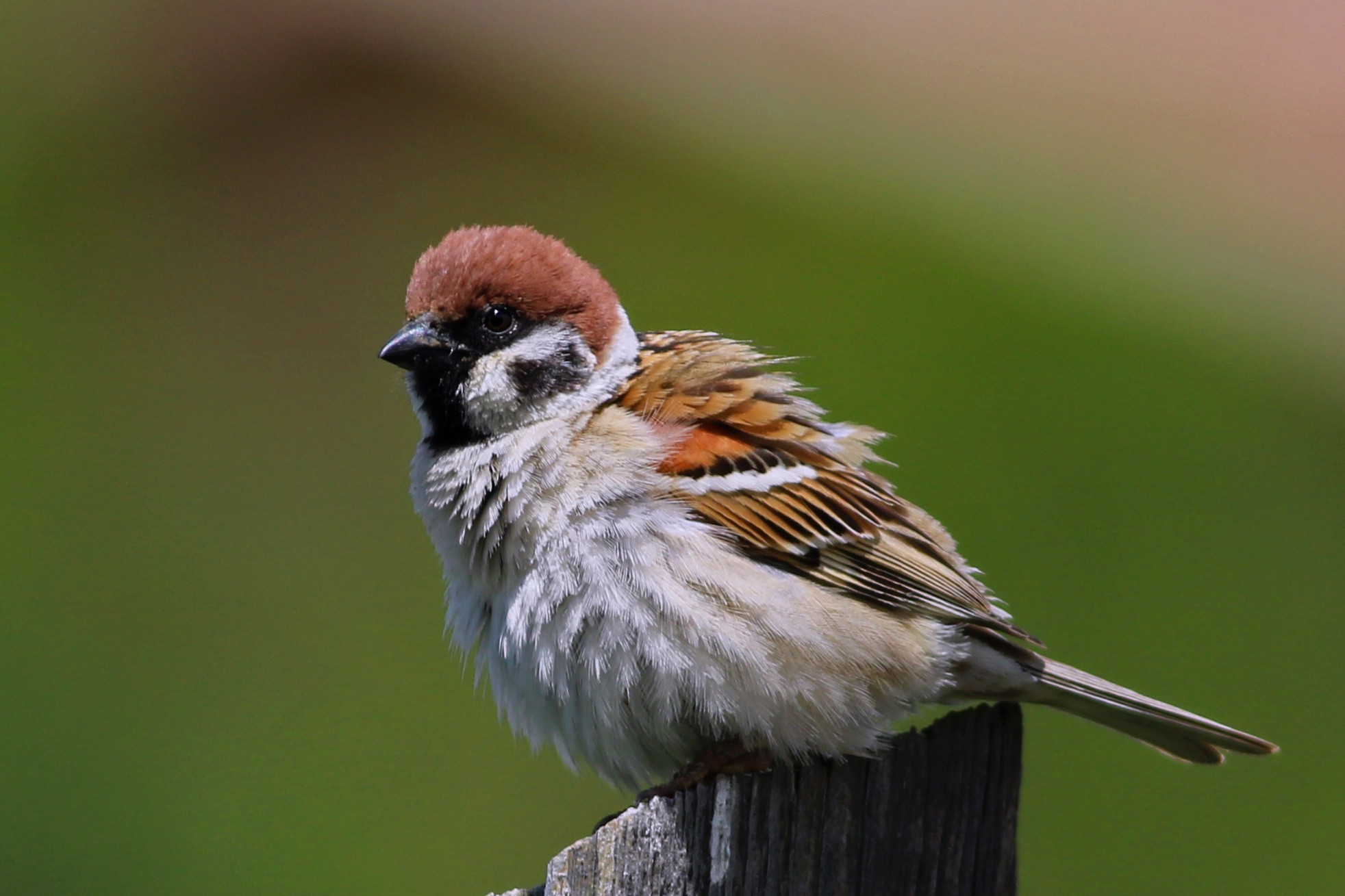 Eurasian Tree Sparrow