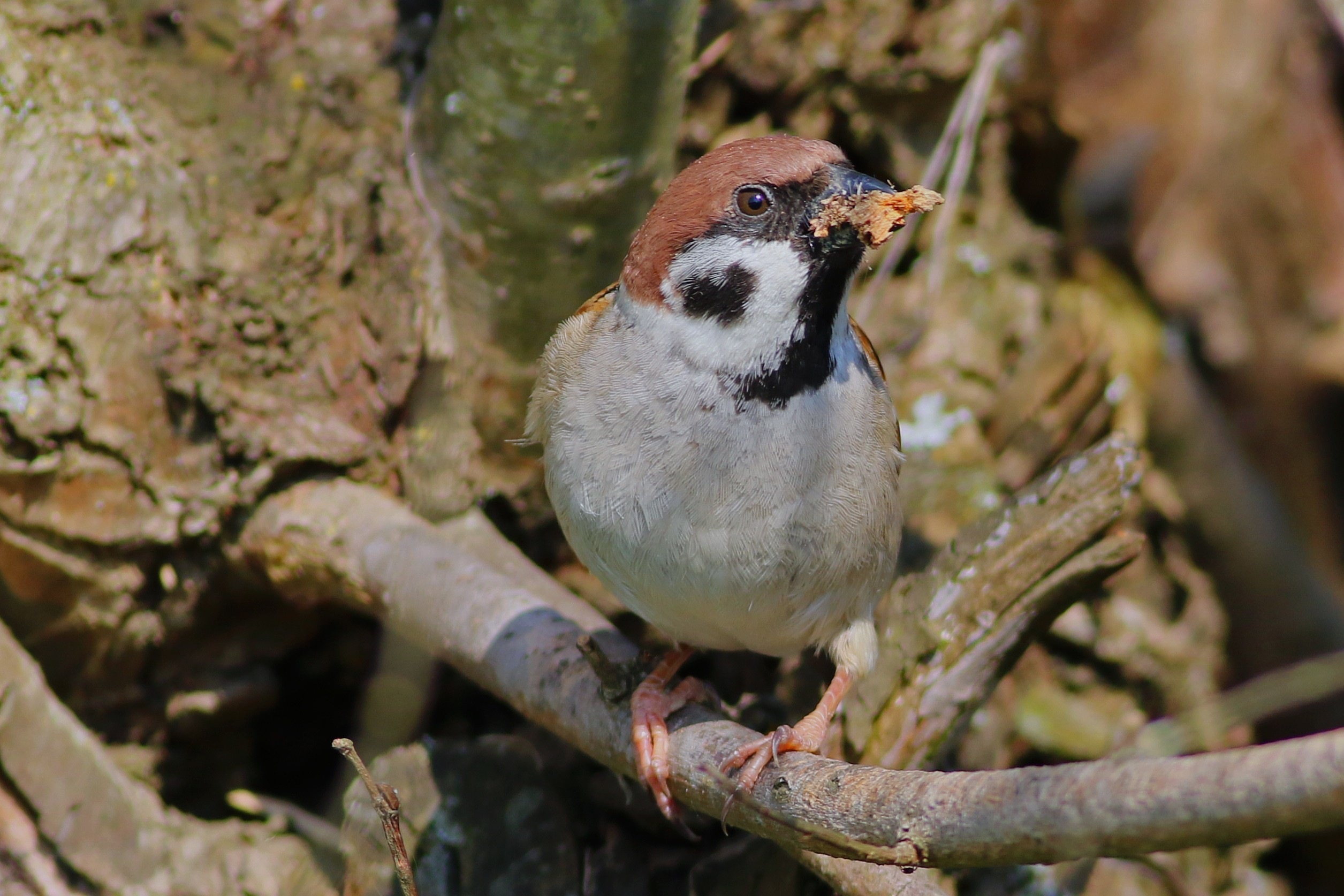 Eurasian Tree Sparrow