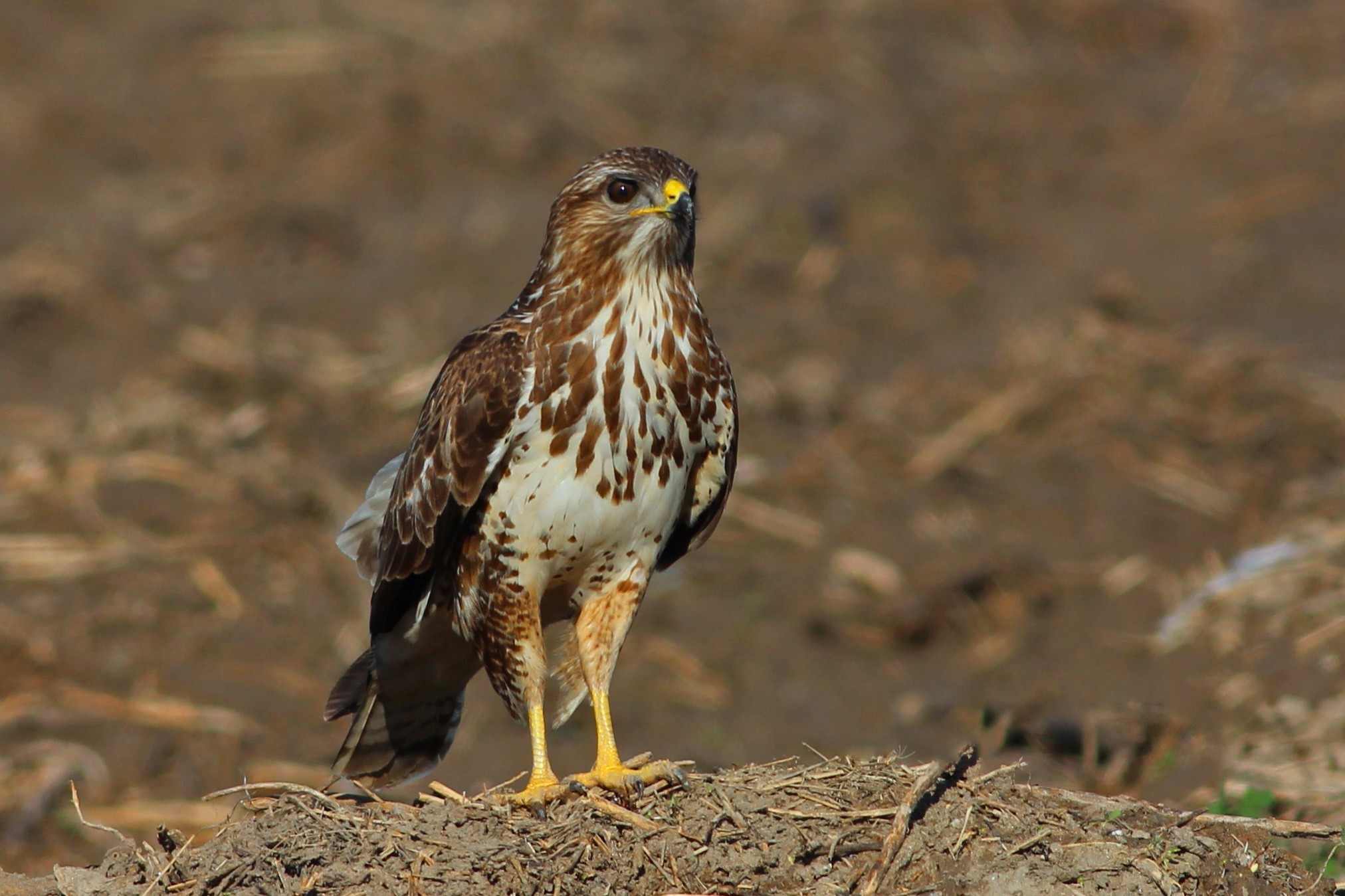 Eurasian Buzzard — Ana fotoğraf