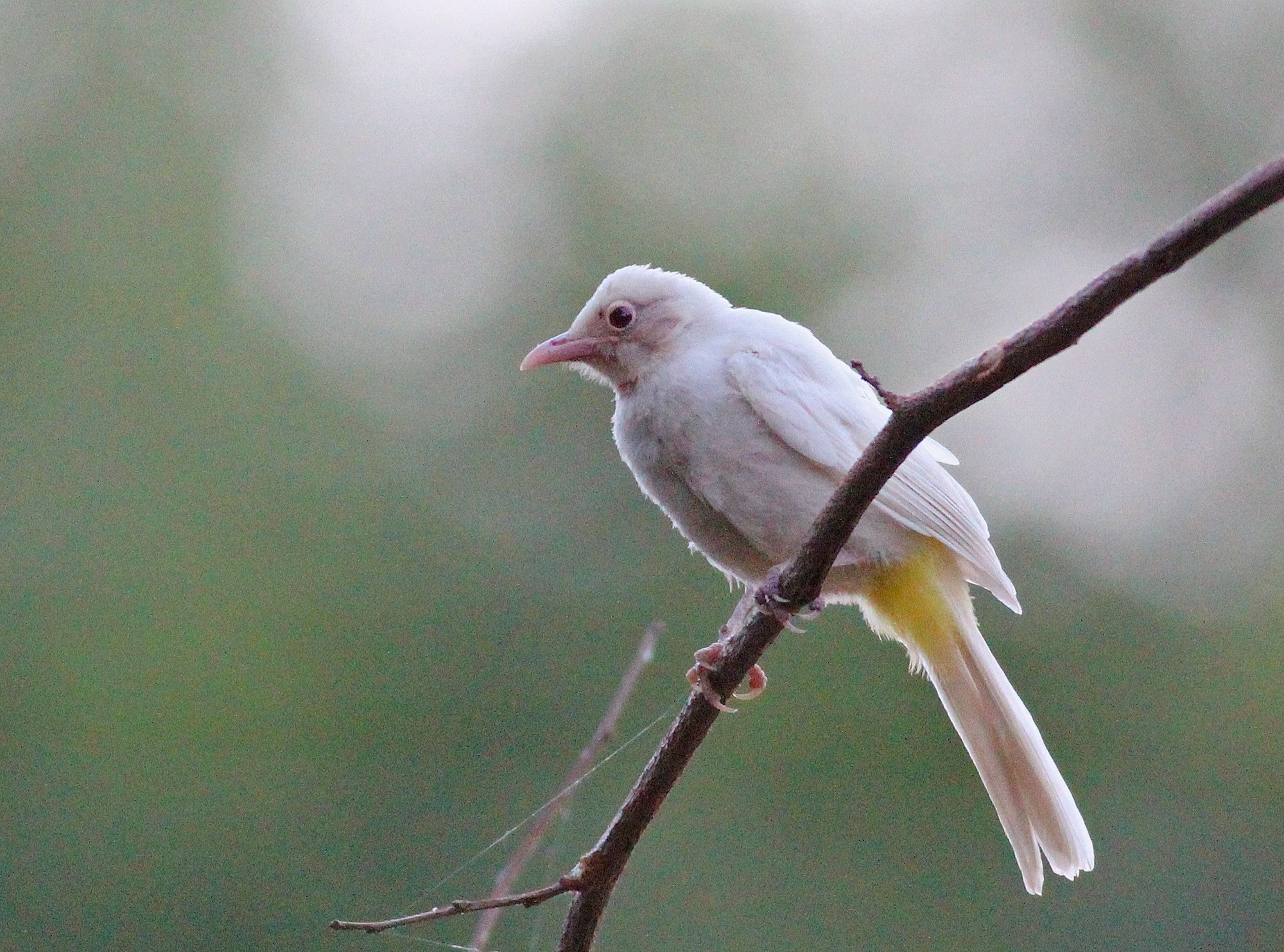 White-spectacled Bulbul