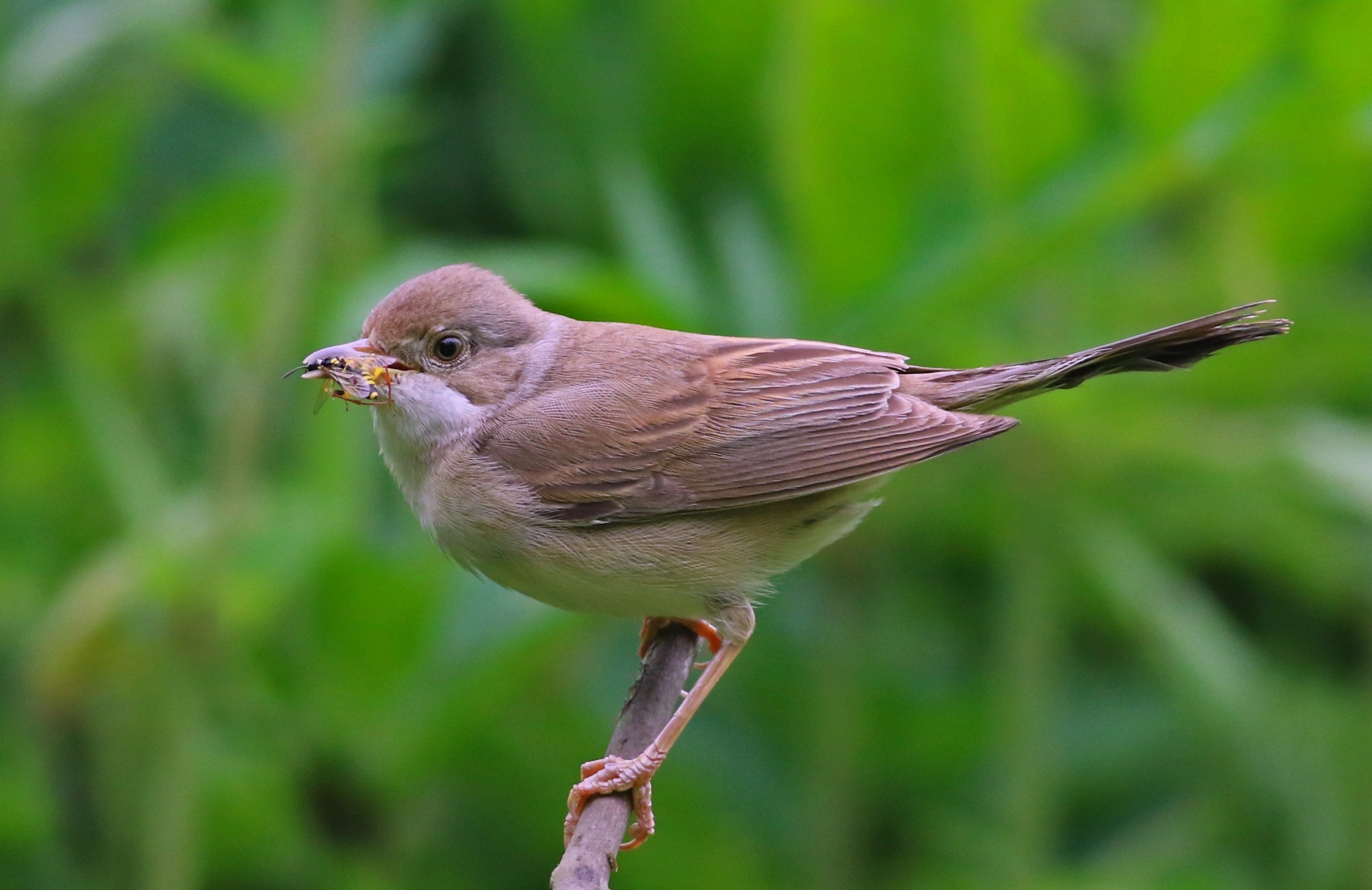 Greater Whitethroat