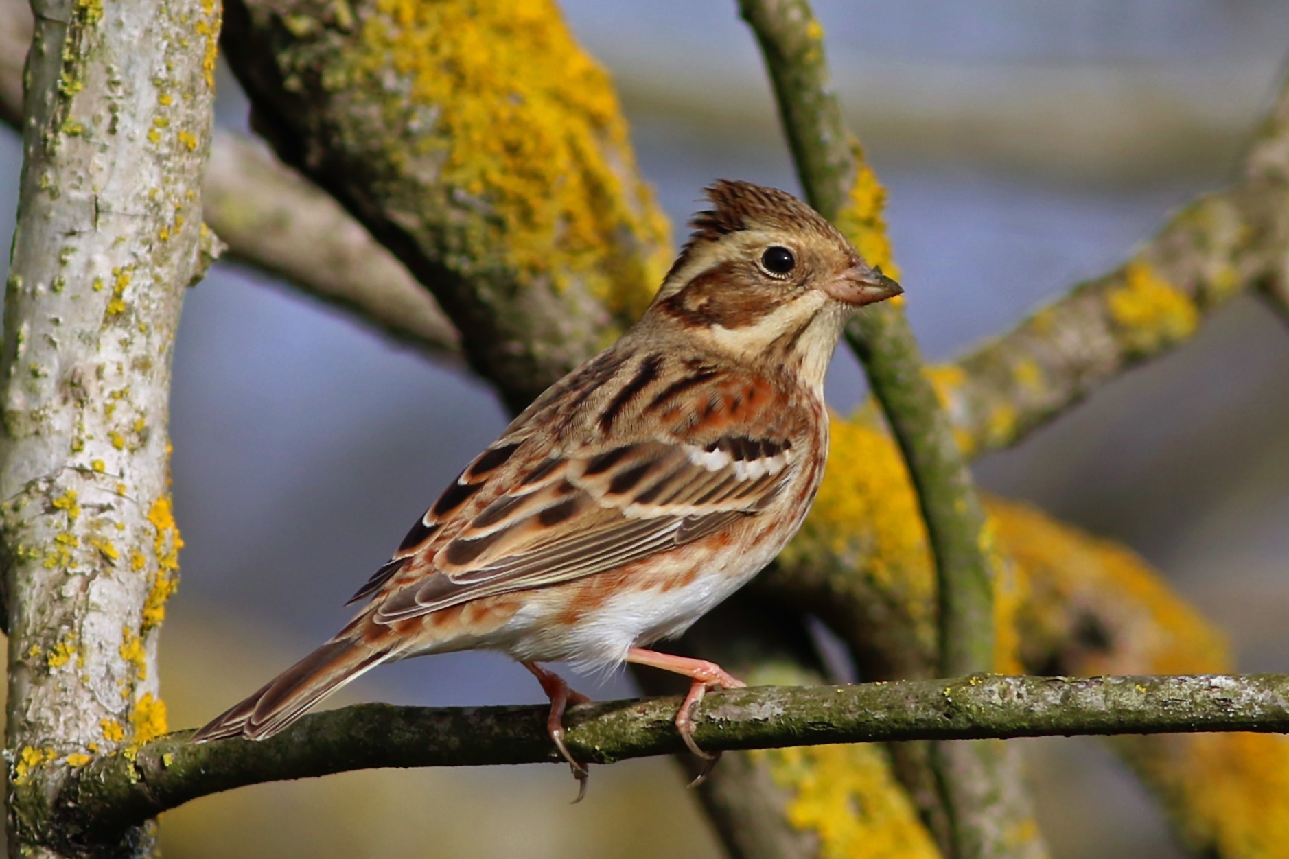 Rustic Bunting