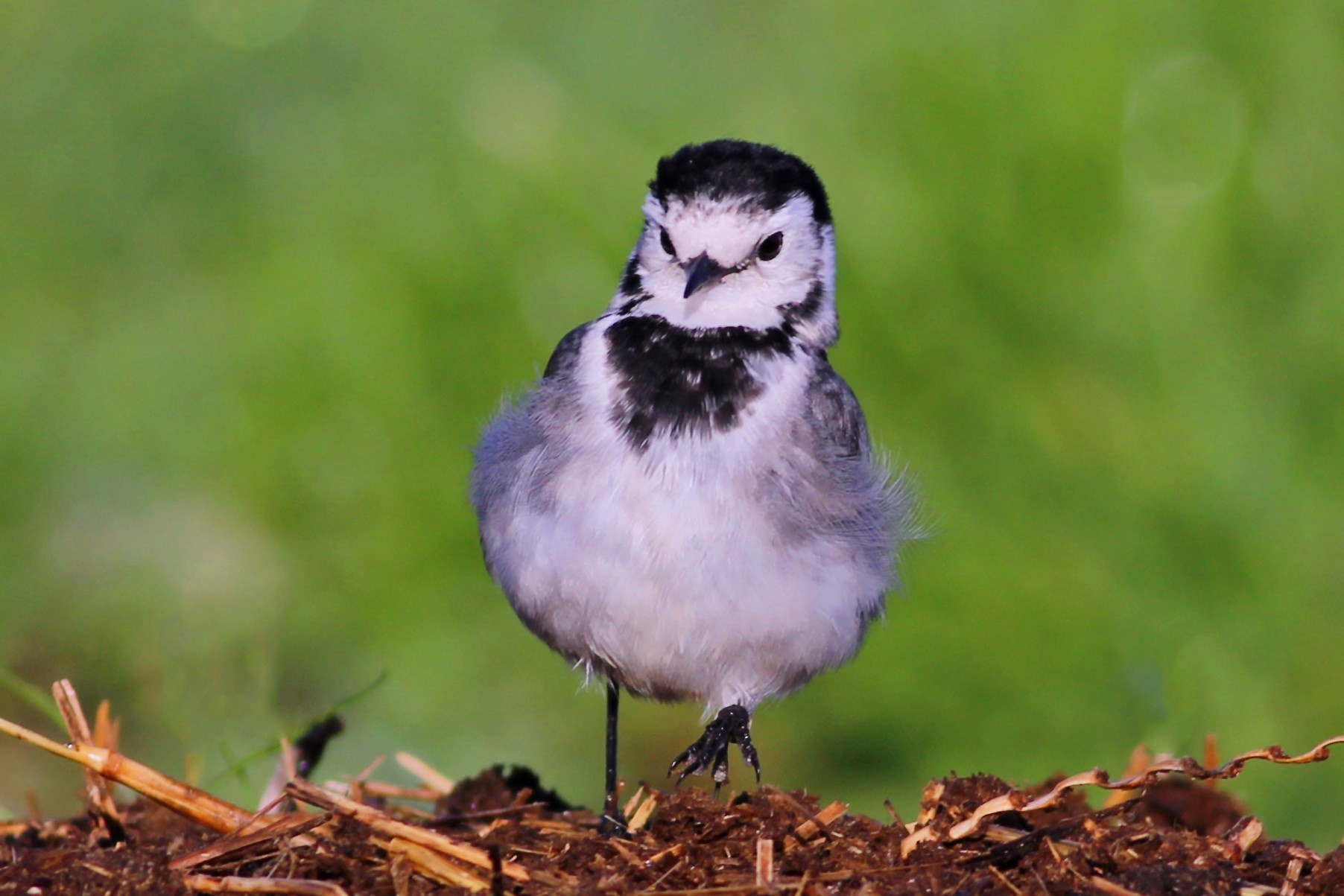 White Wagtail