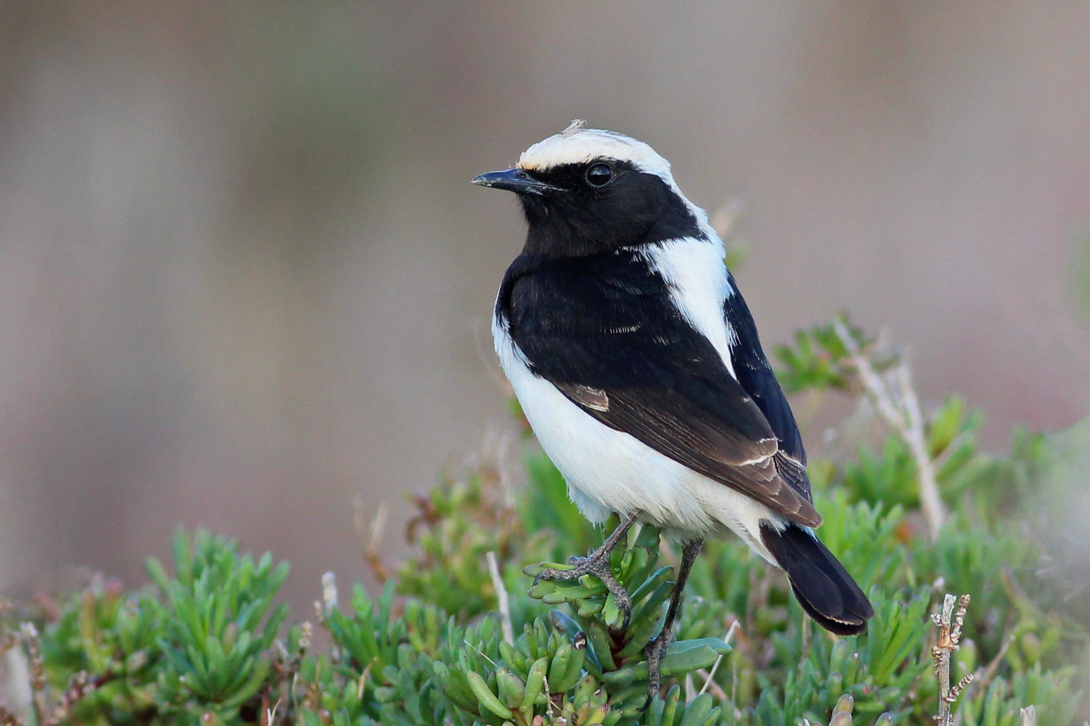 Finsch's Wheatear