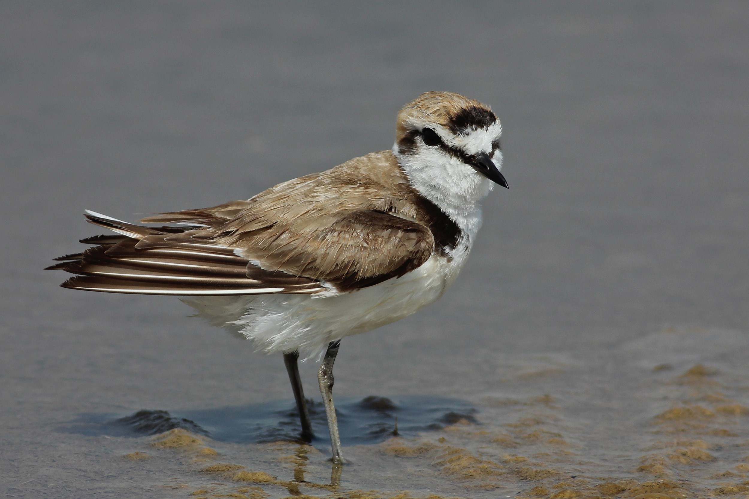 Kentish Plover