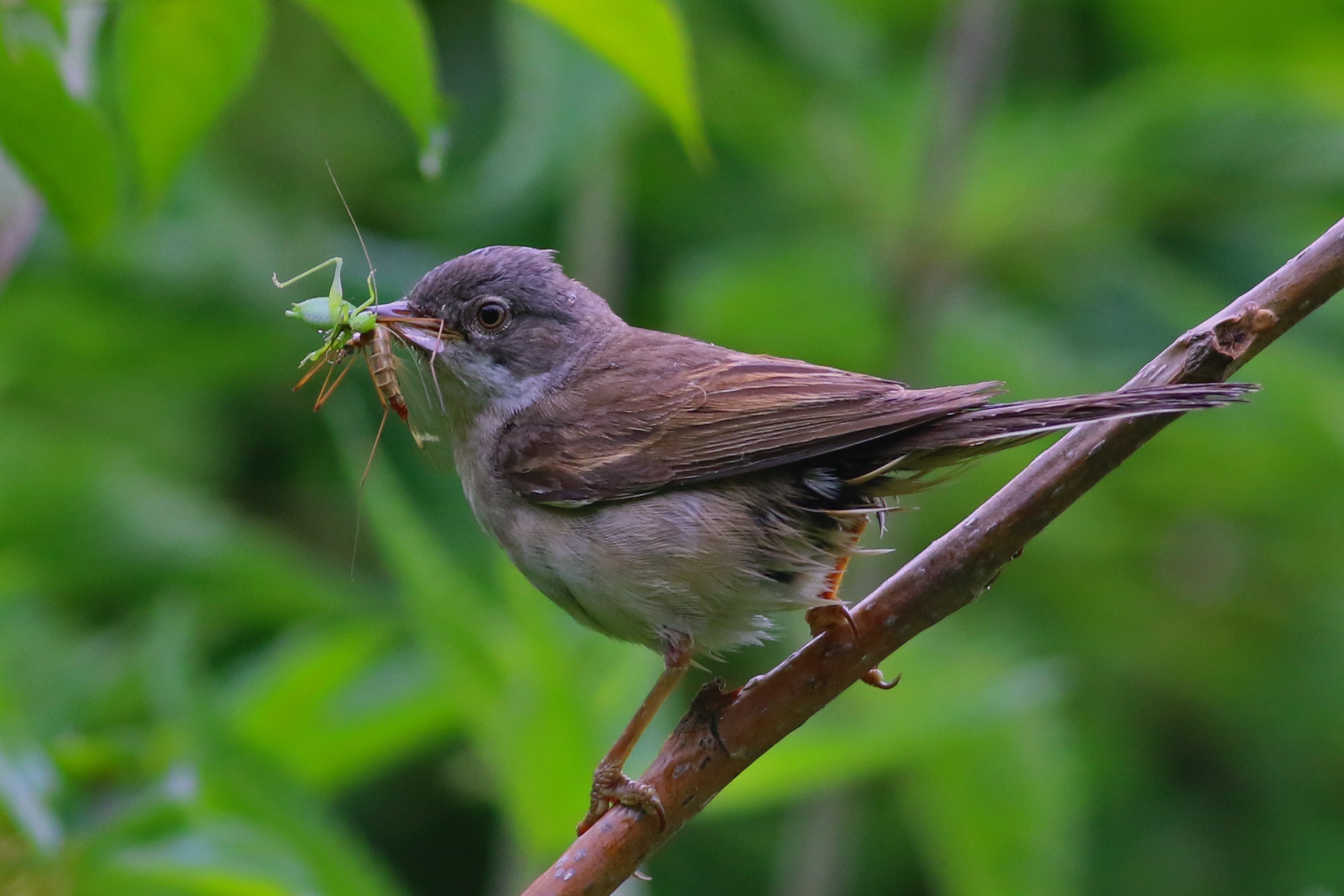 Lesser Whitethroat