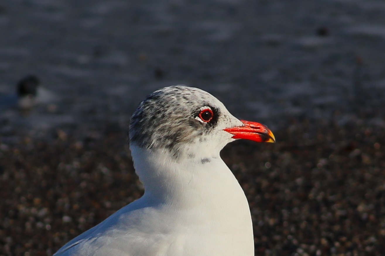 Mediterranean Gull
