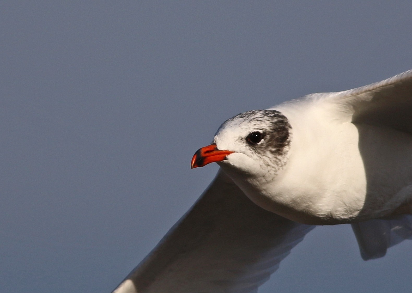 Mediterranean Gull