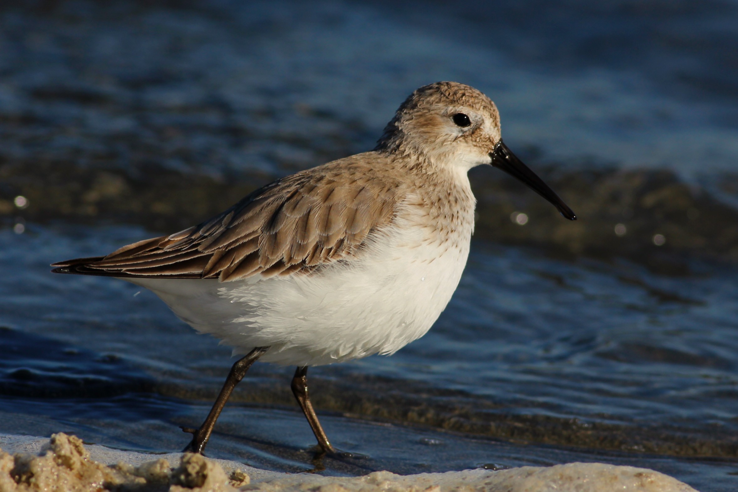 Sanderling — Ana fotoğraf