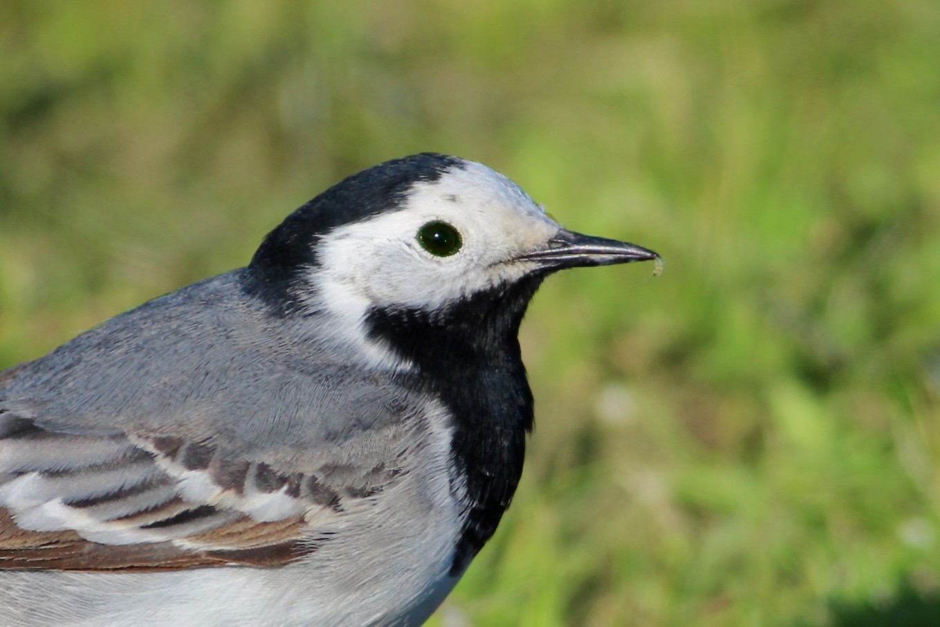 White Wagtail