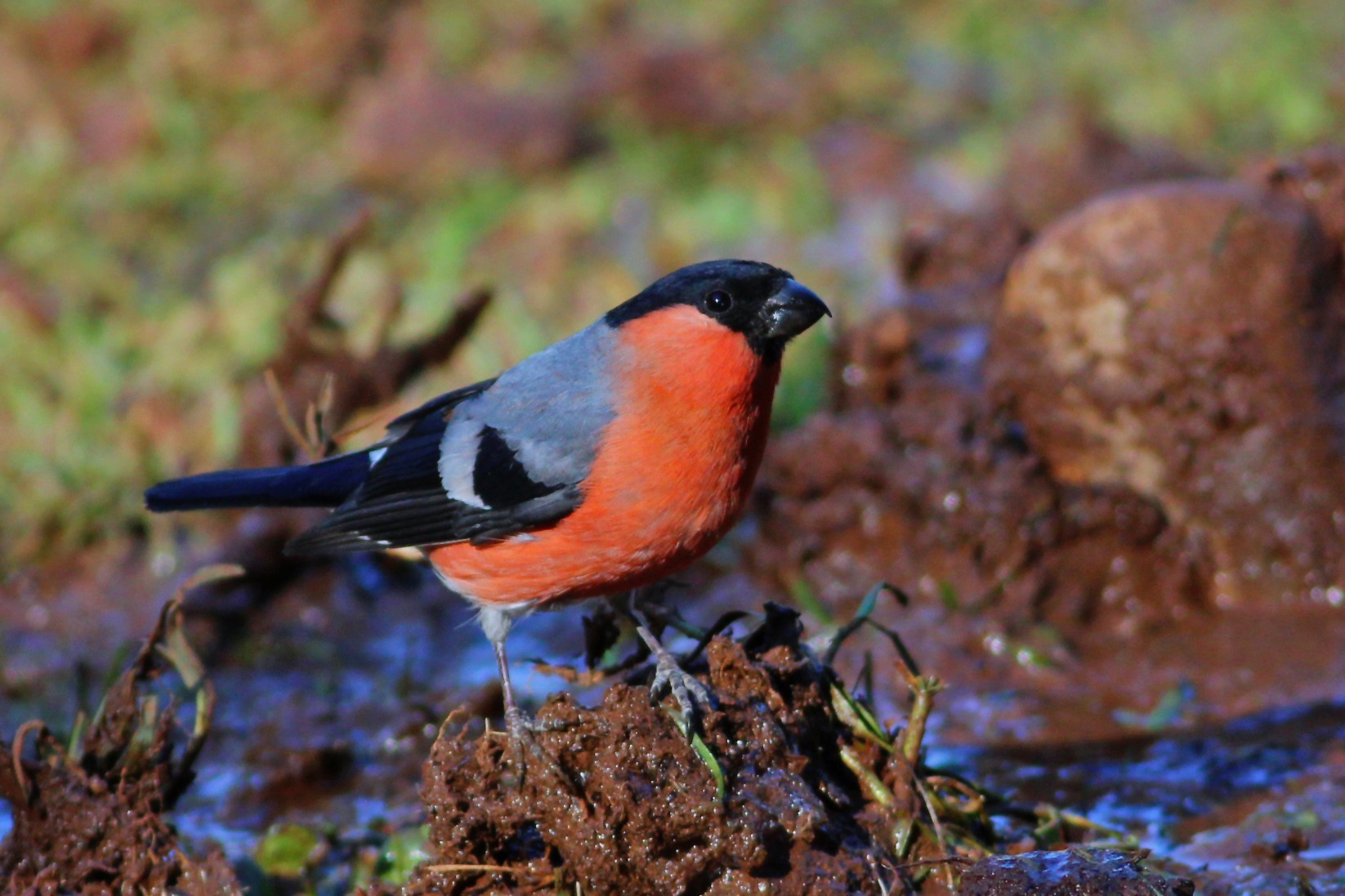 Eurasian Bullfinch