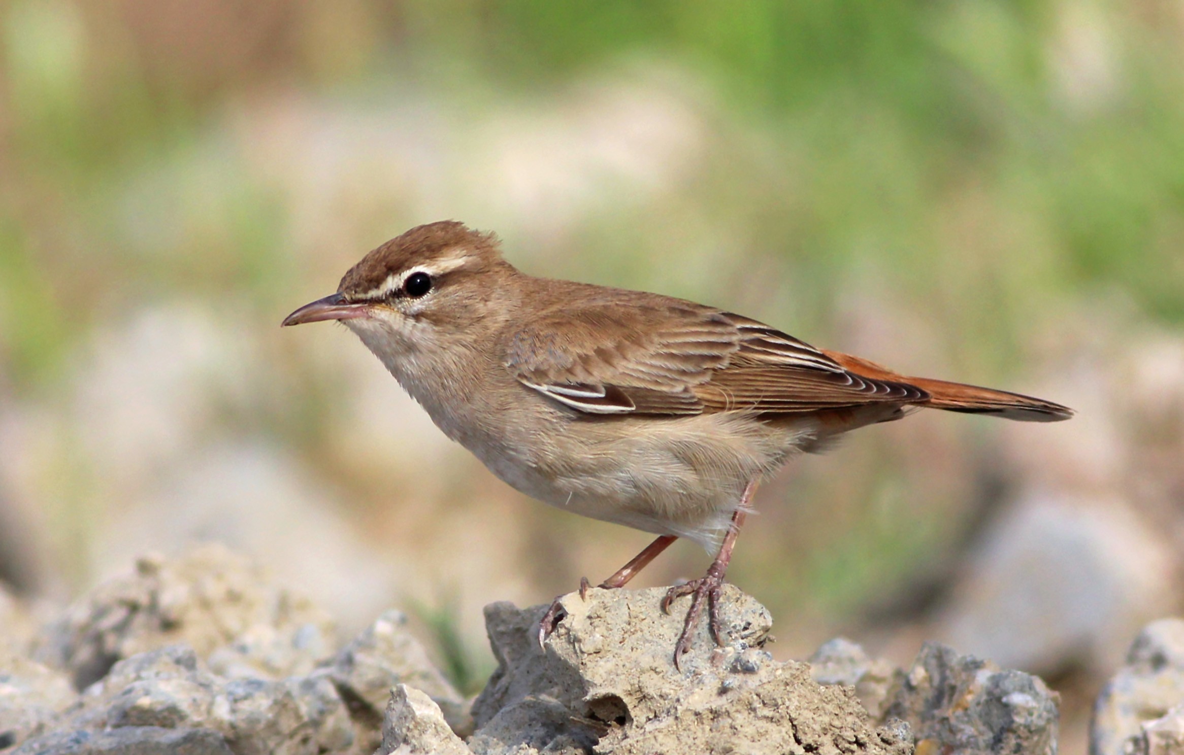 Rufous-tailed Scrub-Robin