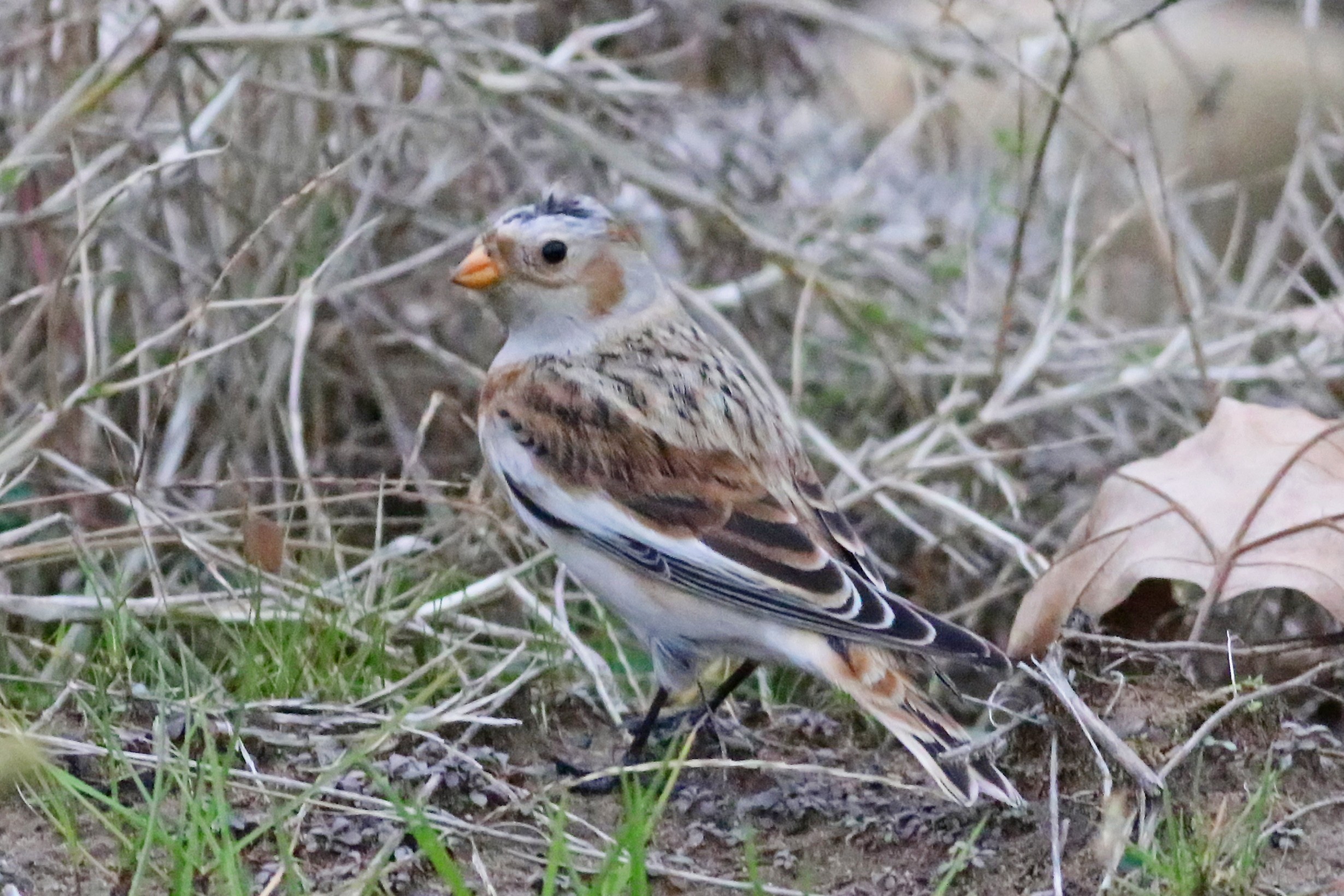 Snow Bunting