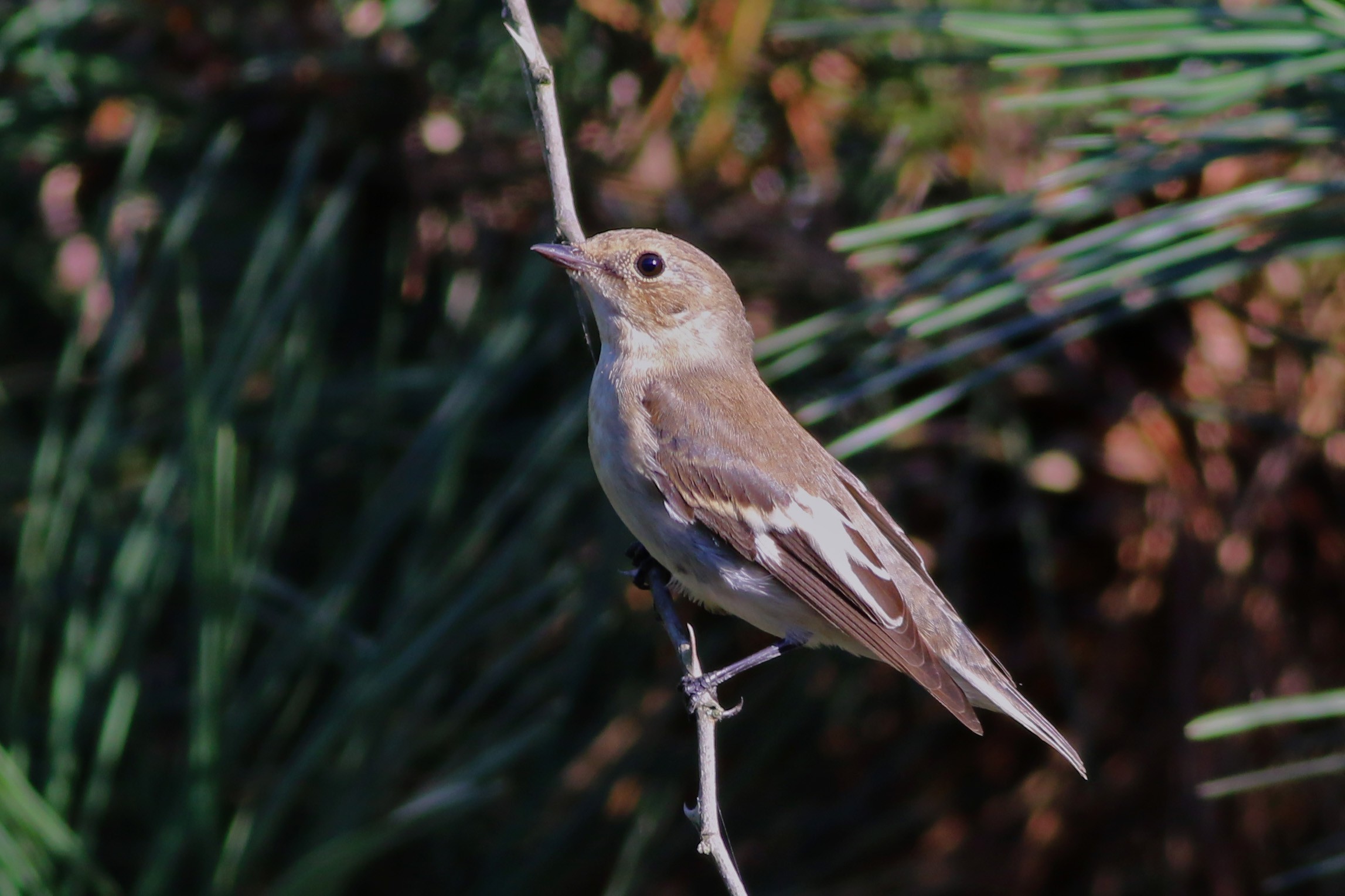Semicollared Flycatcher