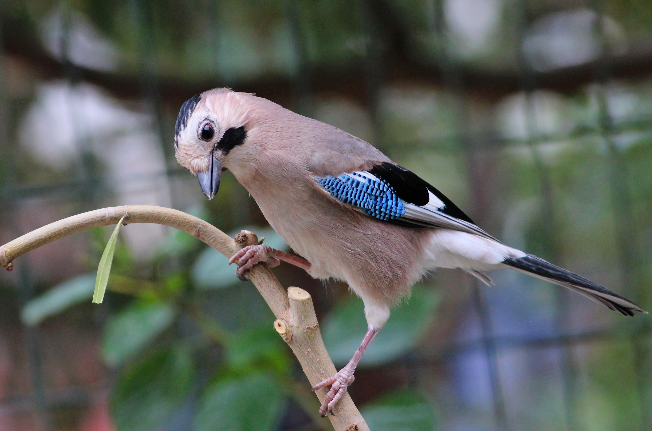 Eurasian Jay