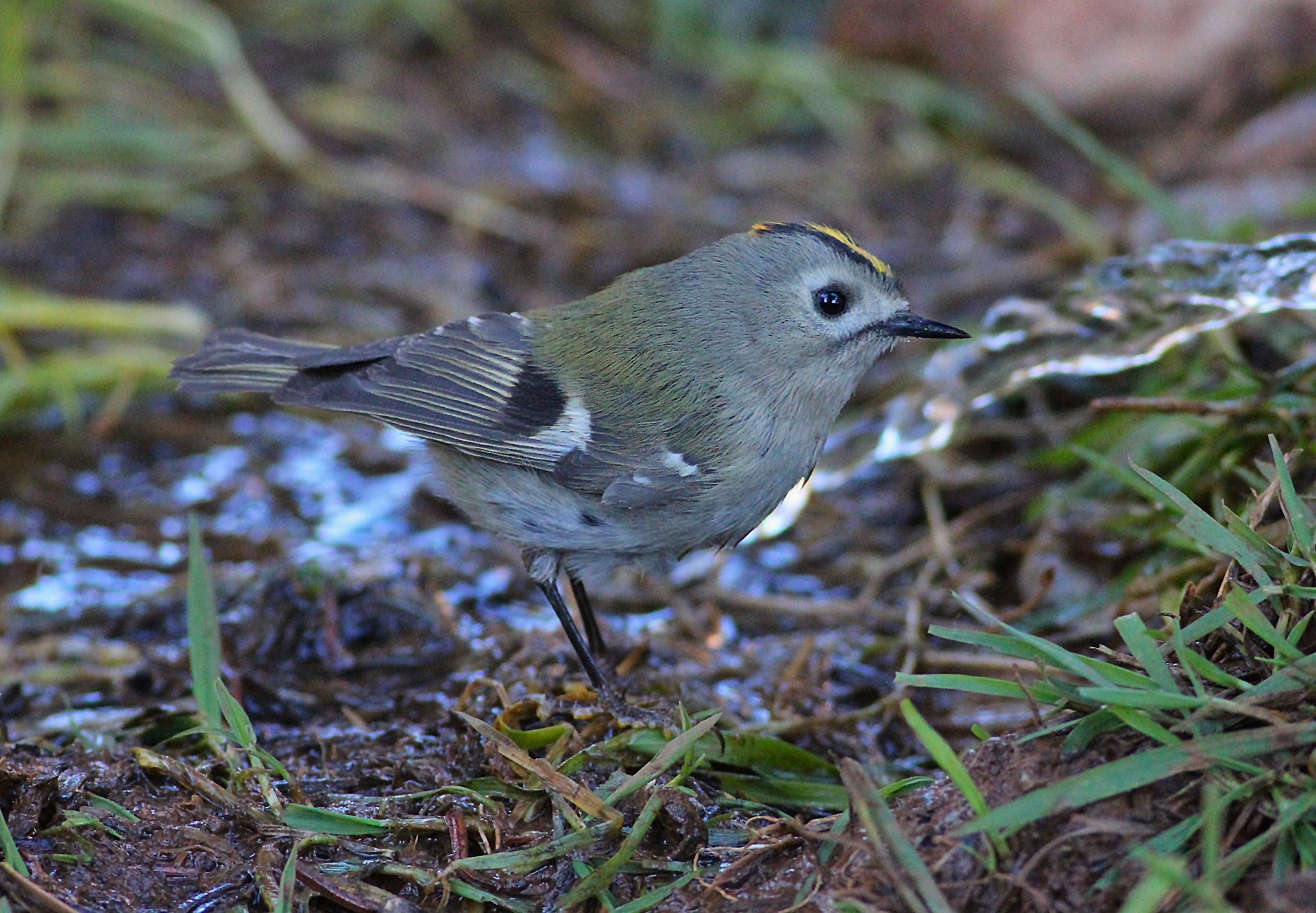 Goldcrest