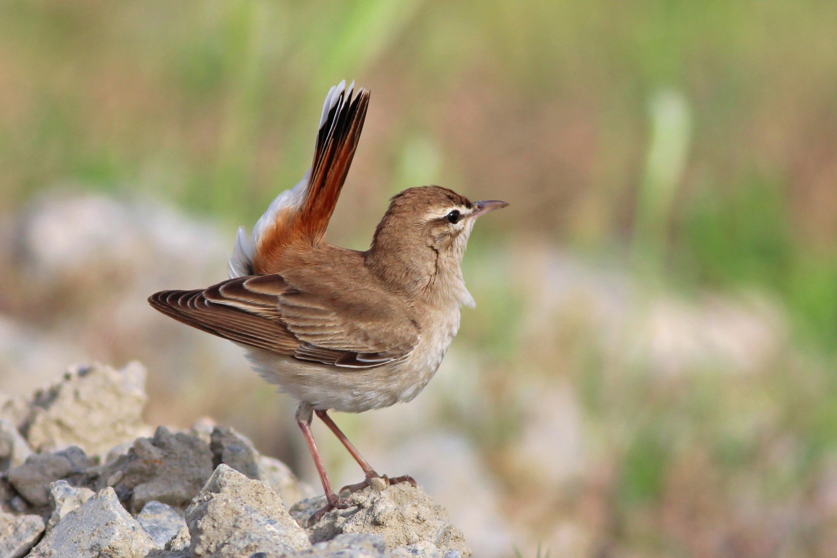 Rufous-tailed Scrub-Robin