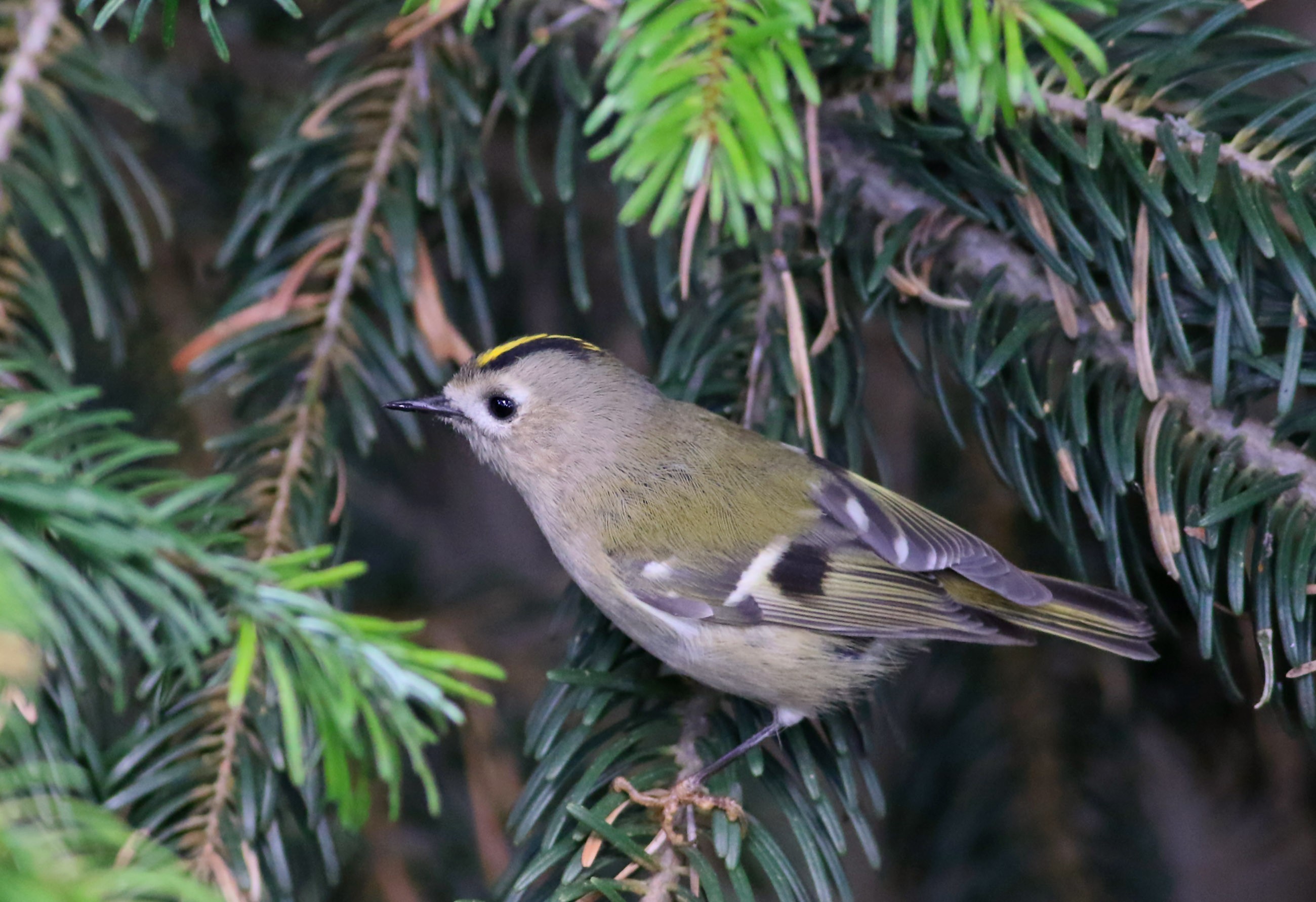Goldcrest