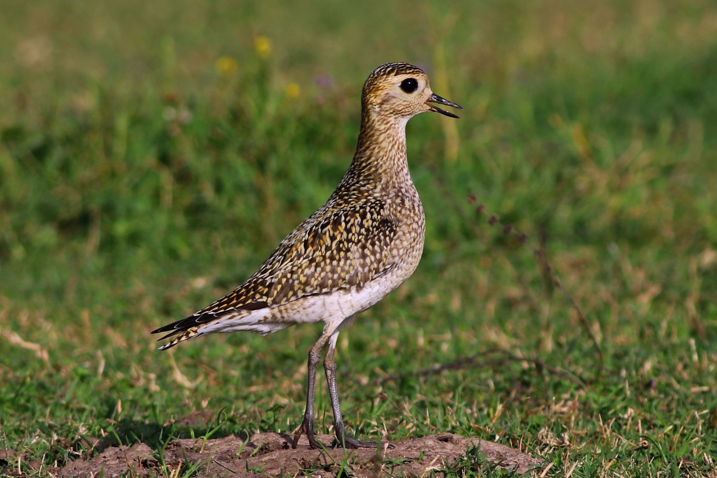 European Golden-Plover