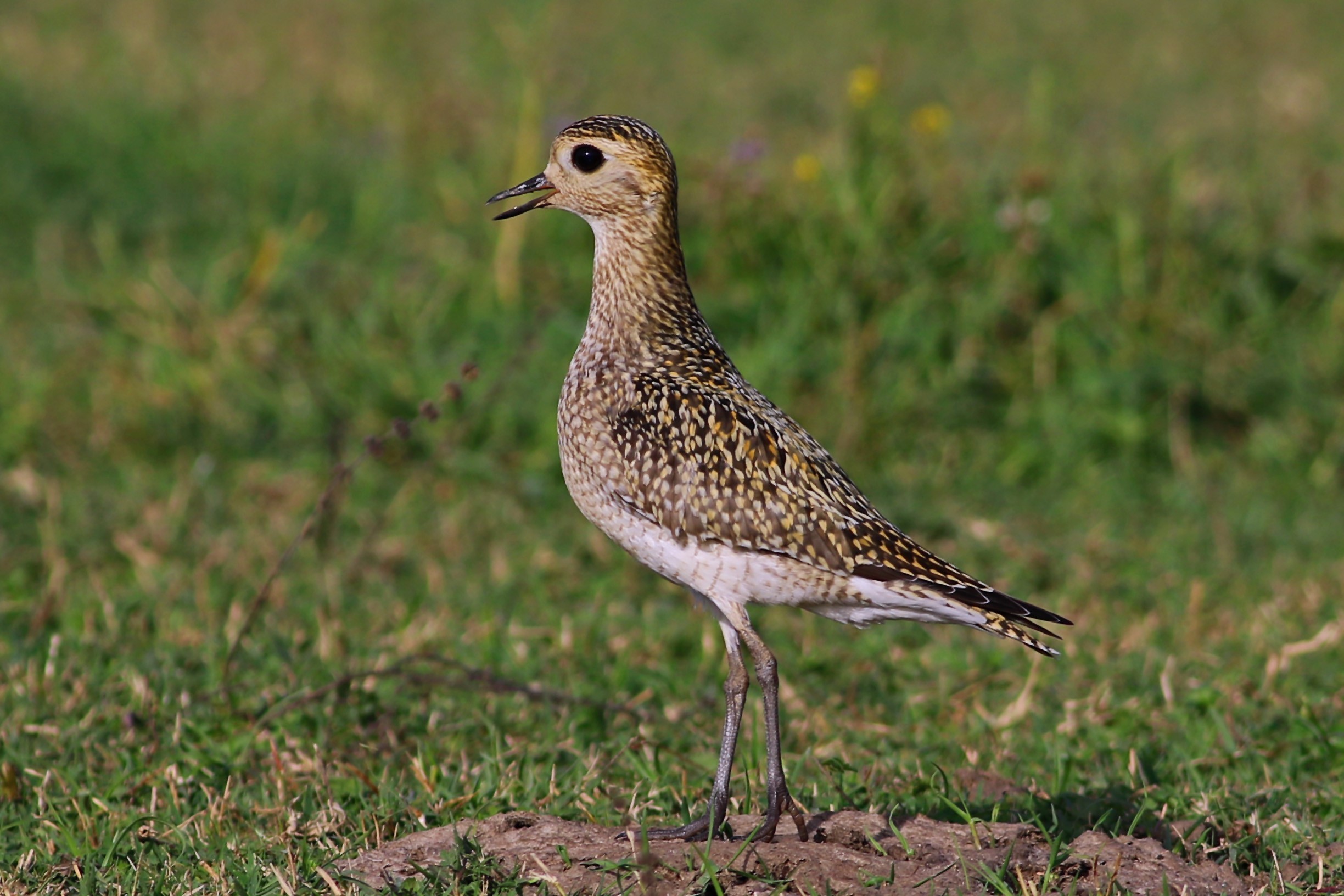 European Golden-Plover