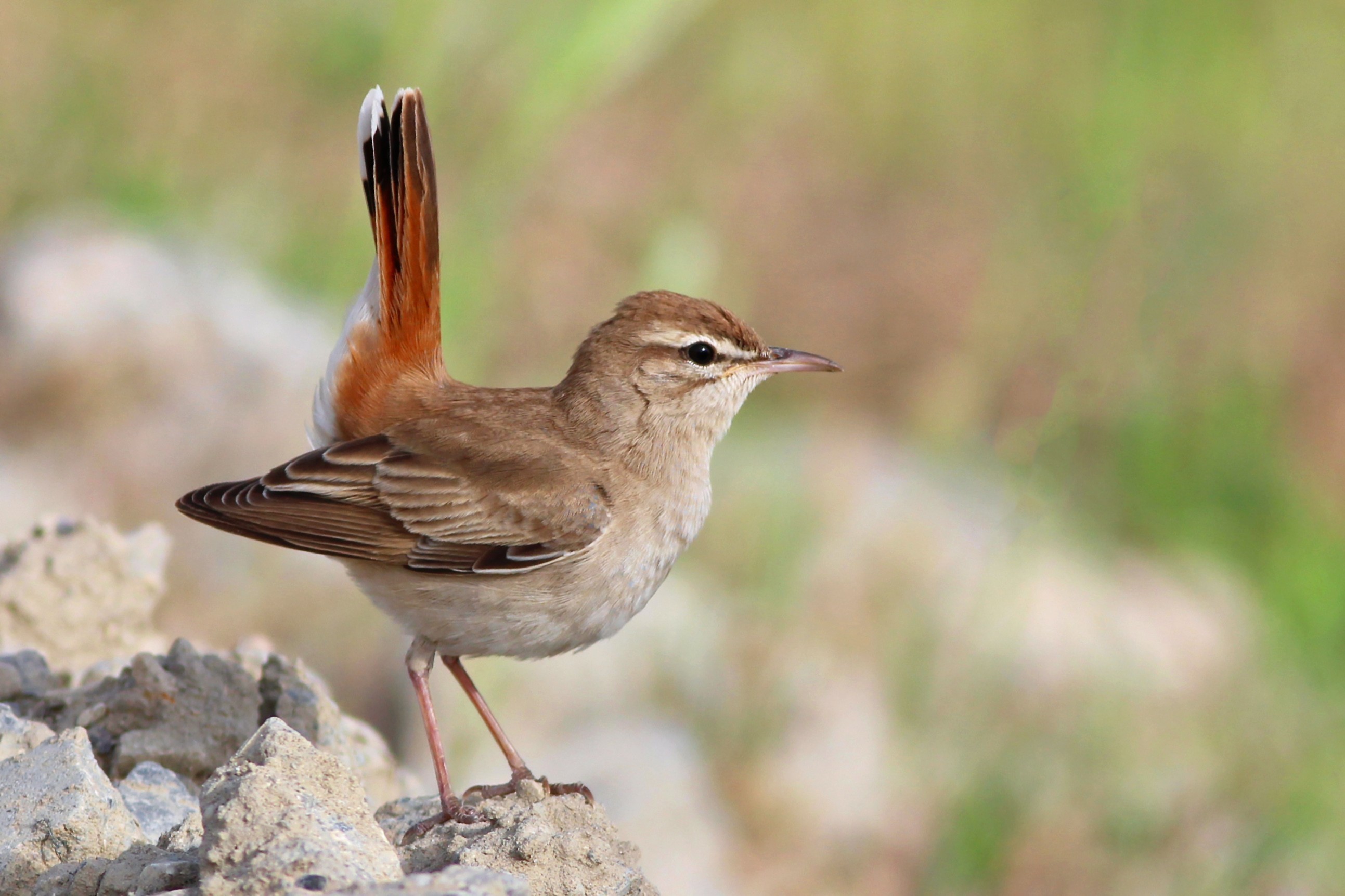 Rufous Scrub-robin
