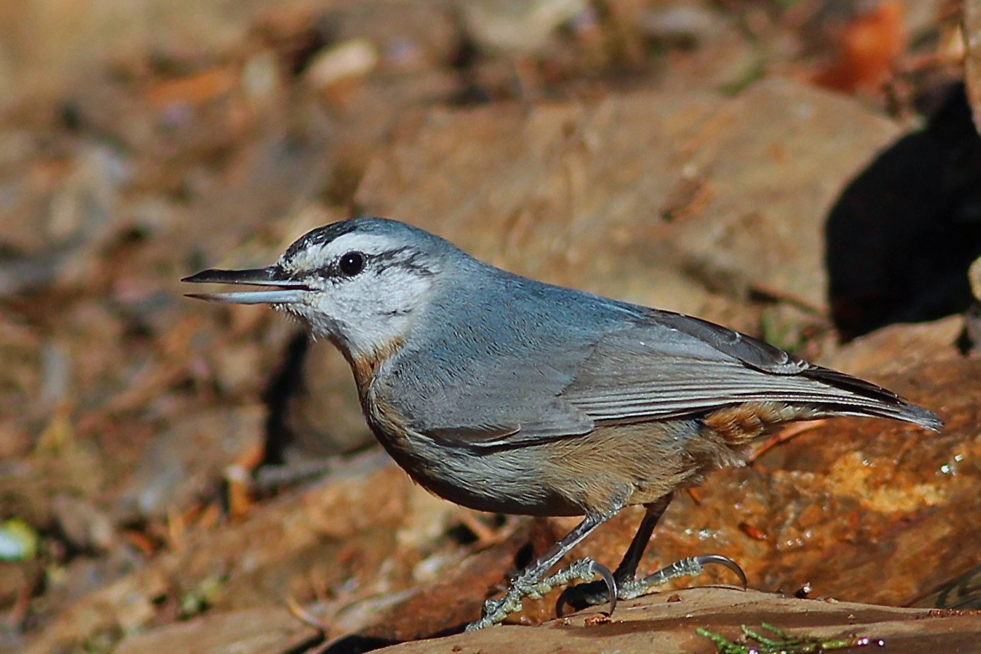 Krueper's Nuthatch