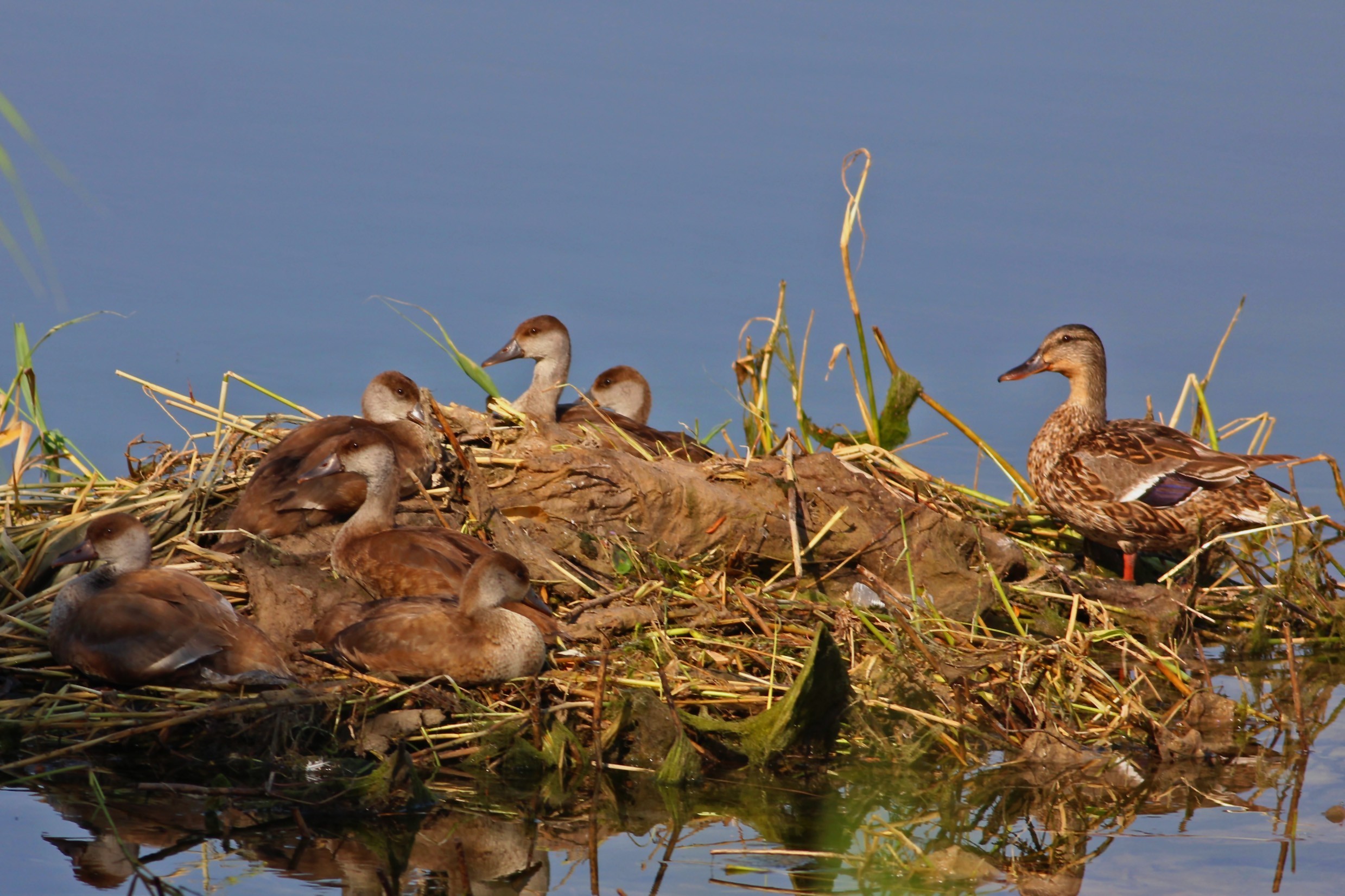 Mallard