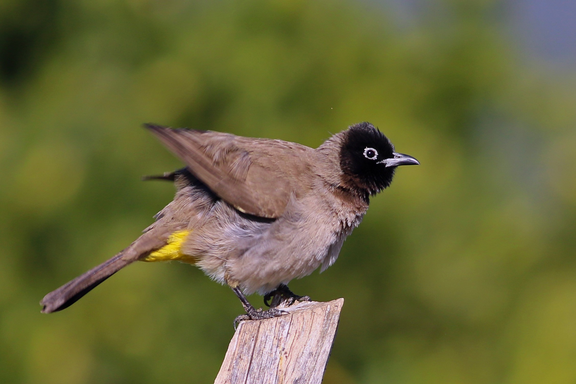 White-eyed Bulbul