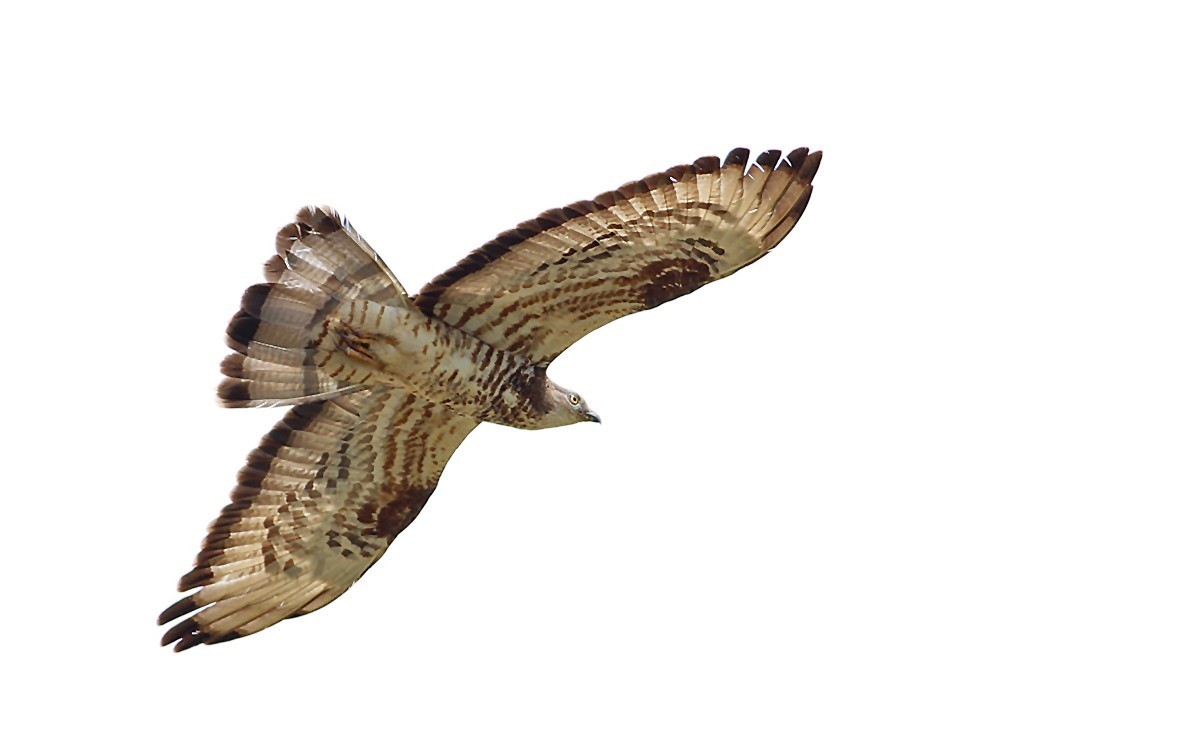Arı Şahini