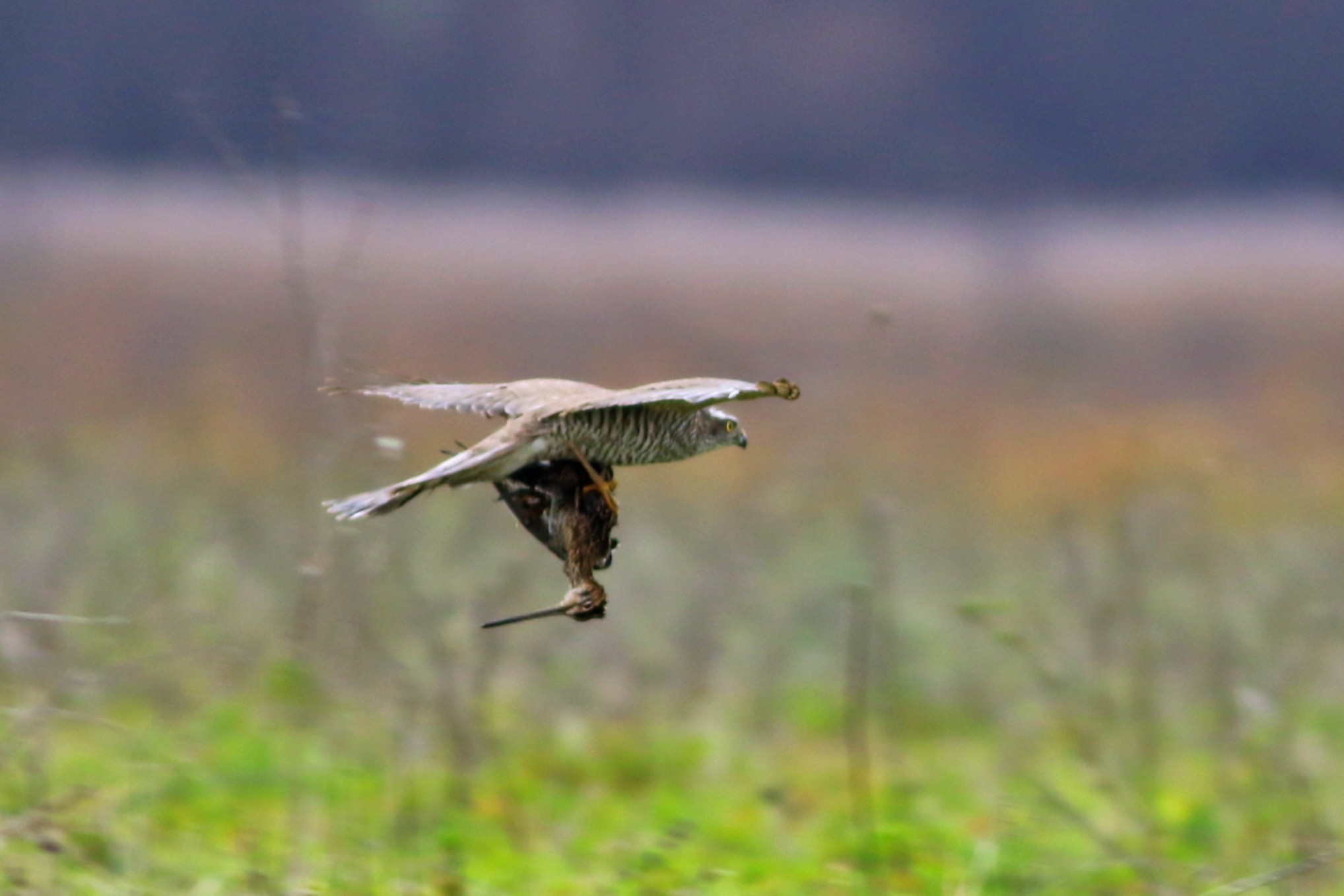 Eurasian Sparrowhawk