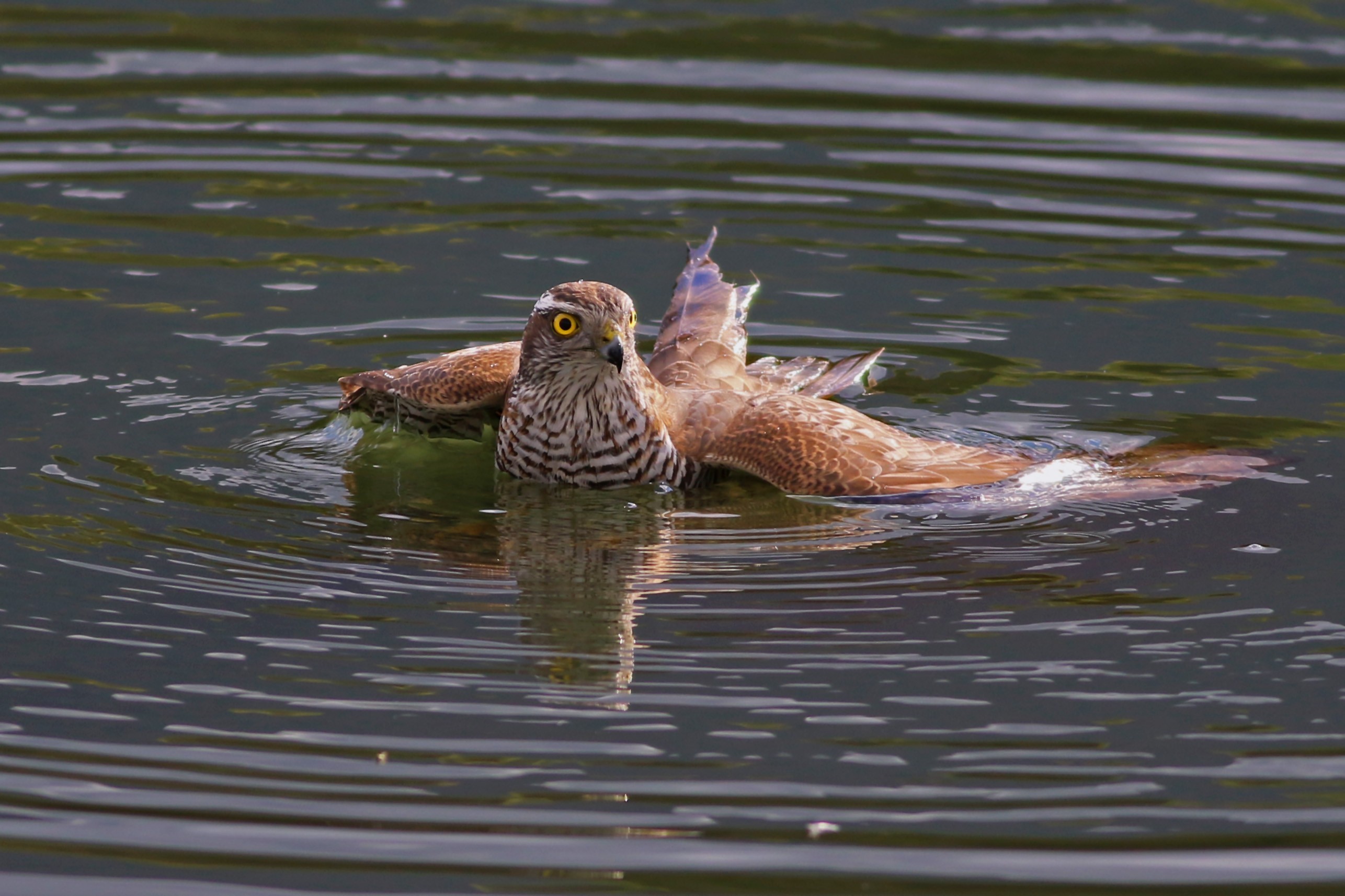 Eurasian Sparrowhawk