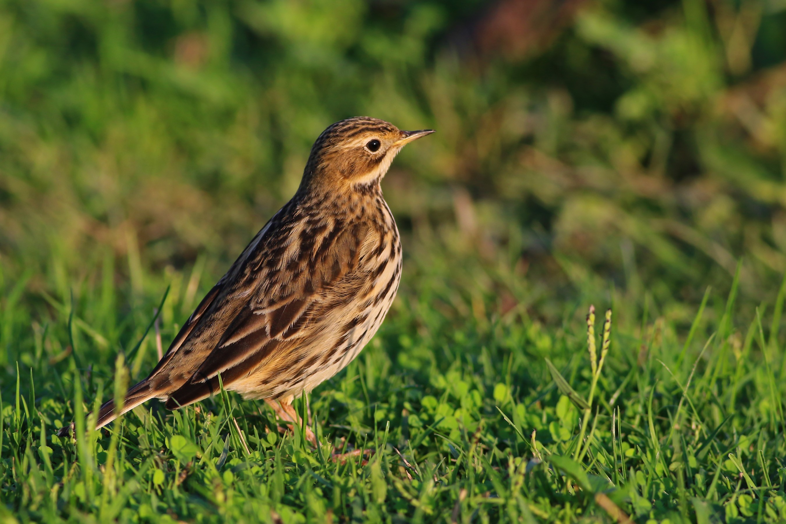 Red-throated Pipit