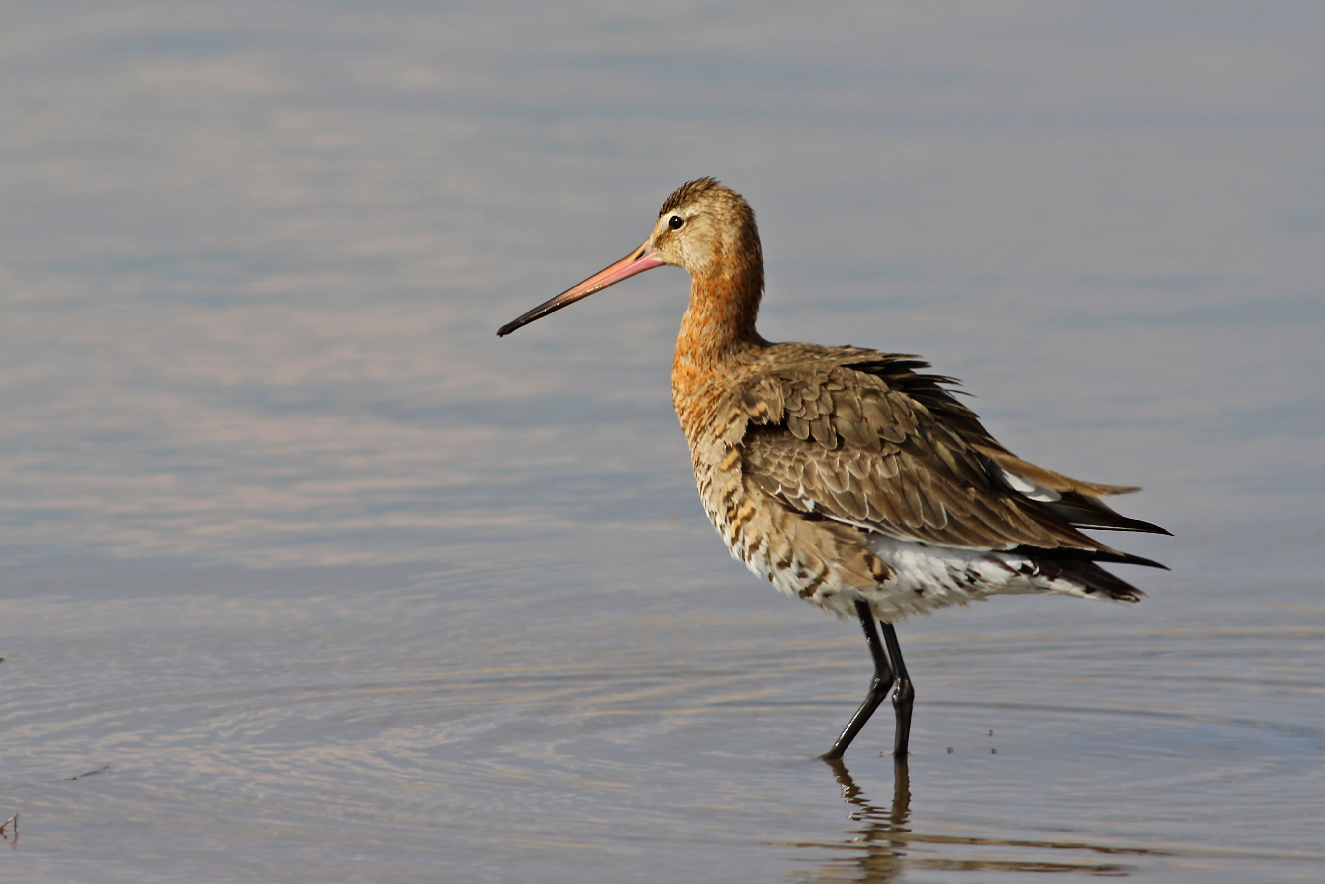 Black-tailed Godwit
