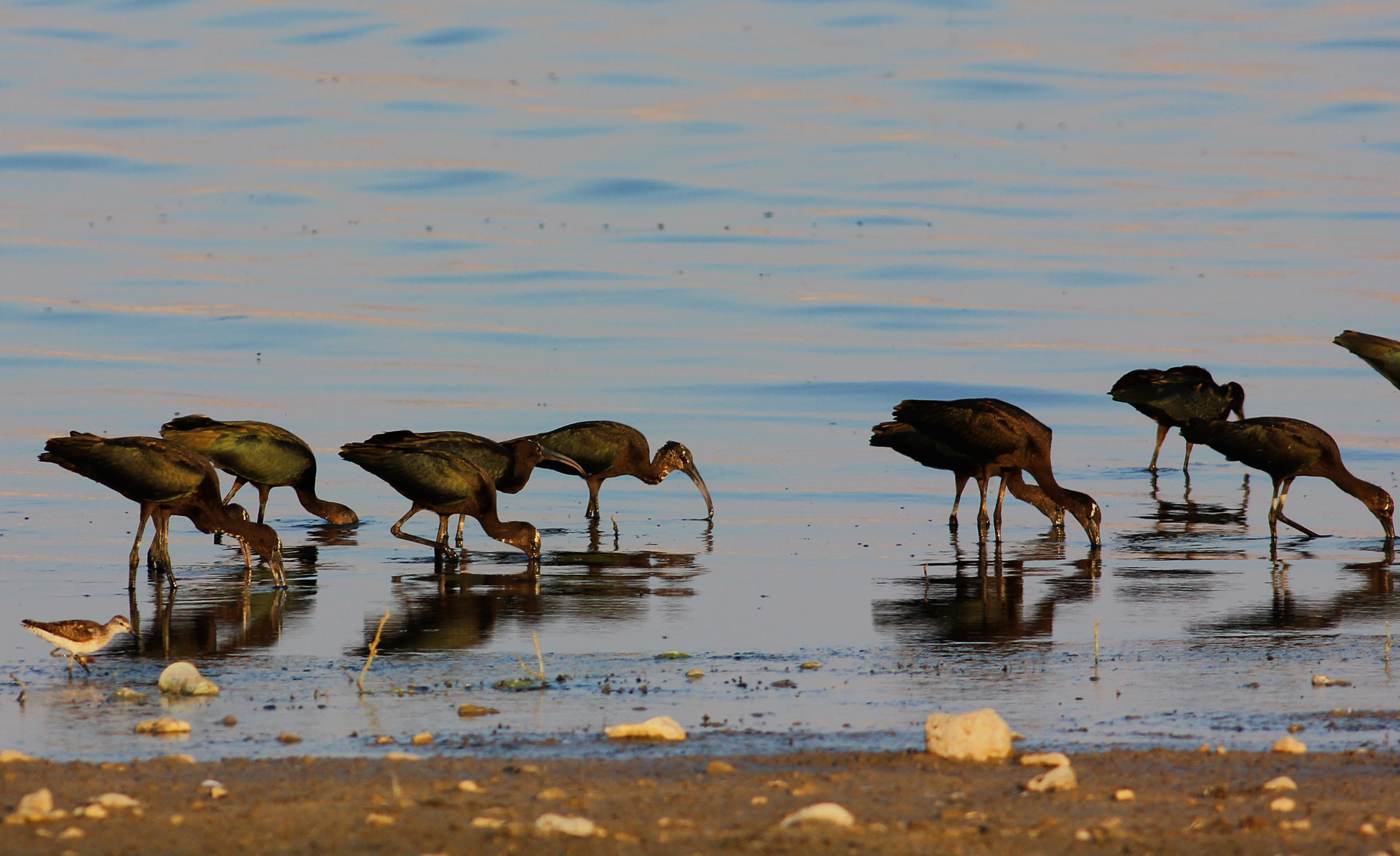 Glossy Ibis