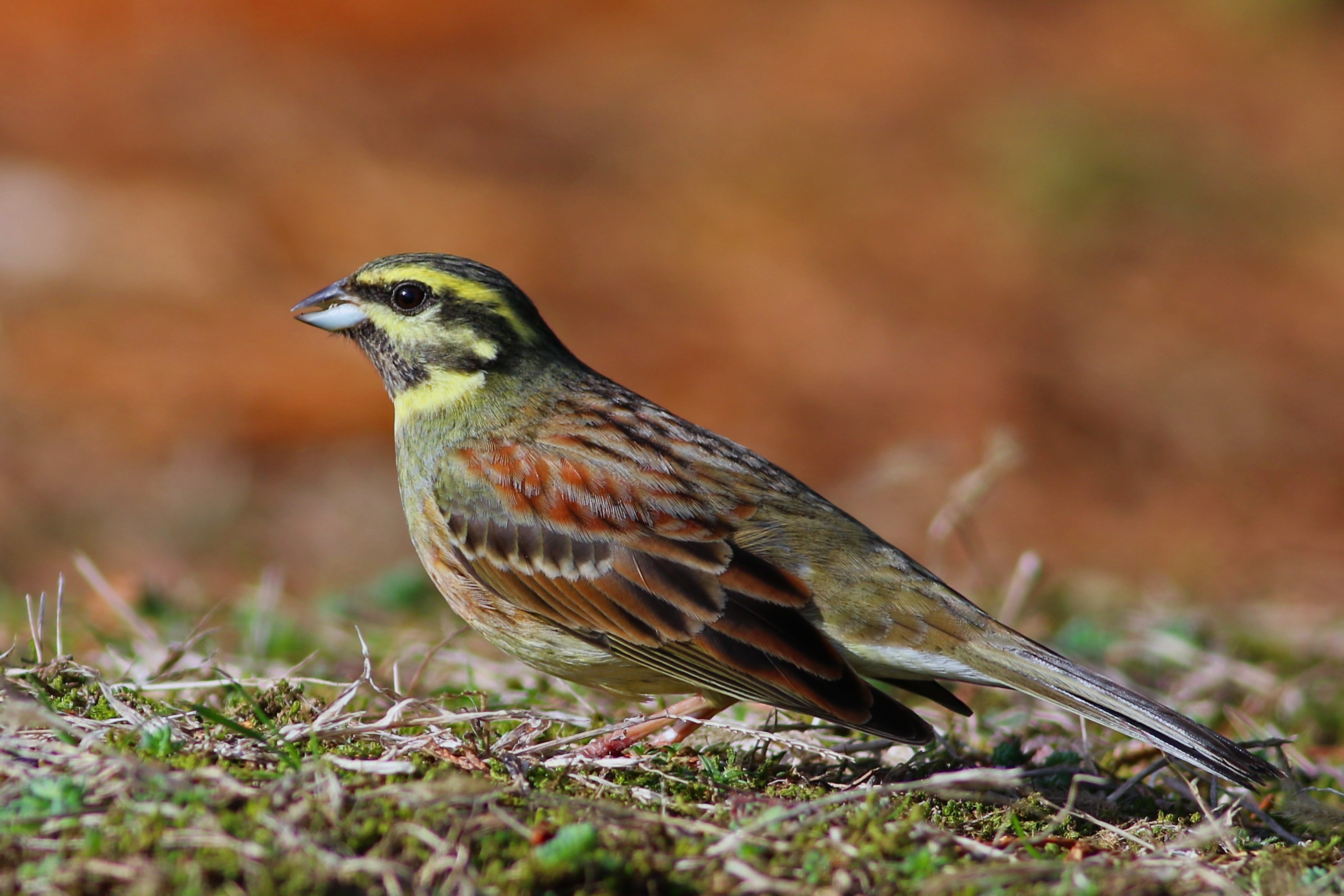 Cirl Bunting